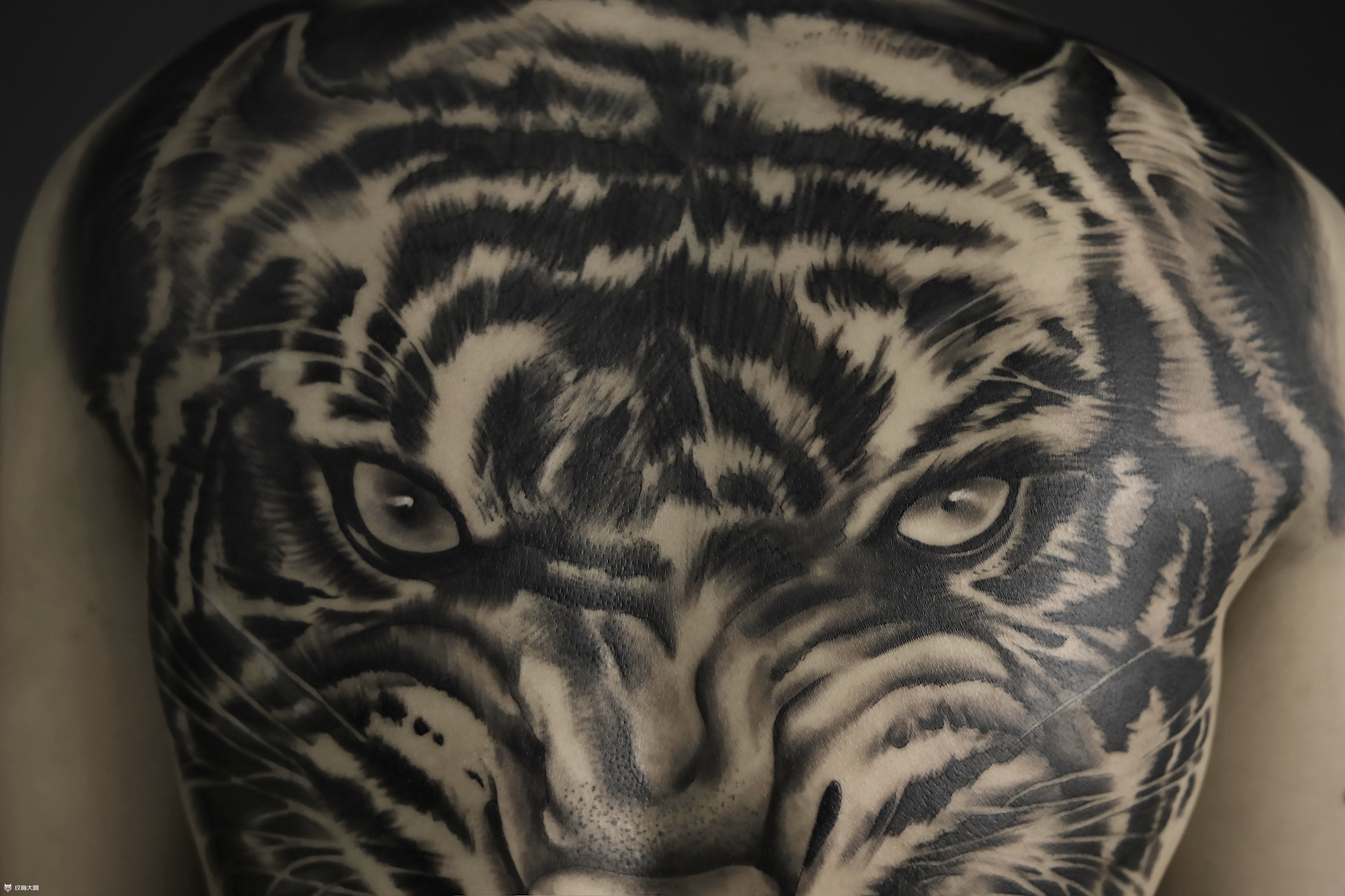 满背老虎纹身图案_上海纹身 上海纹身店 上海由龙纹身2号工作室