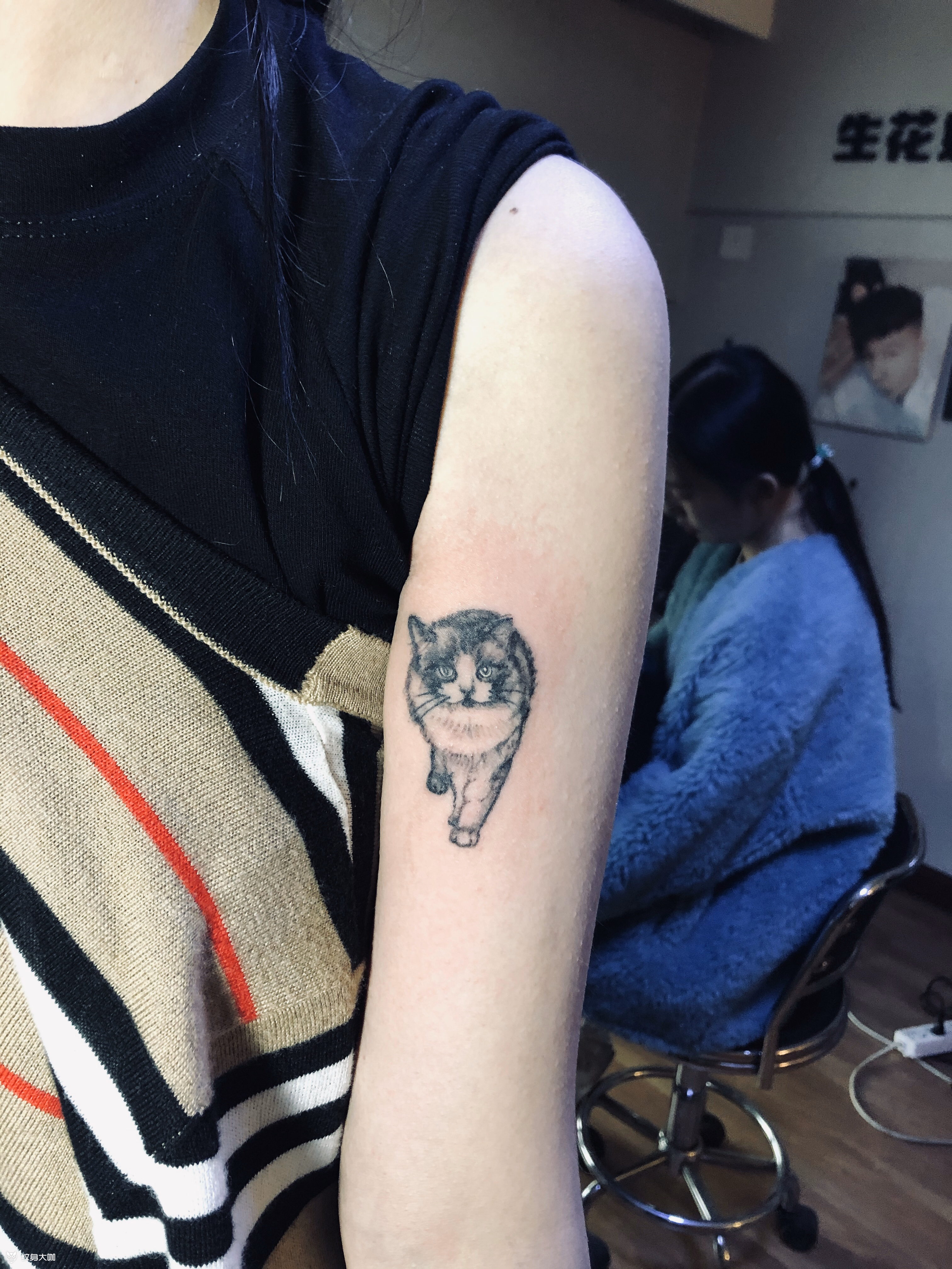 布偶猫_纹身图案手稿图片_孙佳骏的纹身作品集