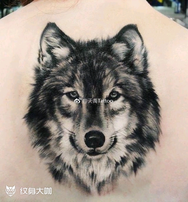 纹身#纹身图案#狼#狼纹身#花臂纹身#长沙#长沙纹身 6767