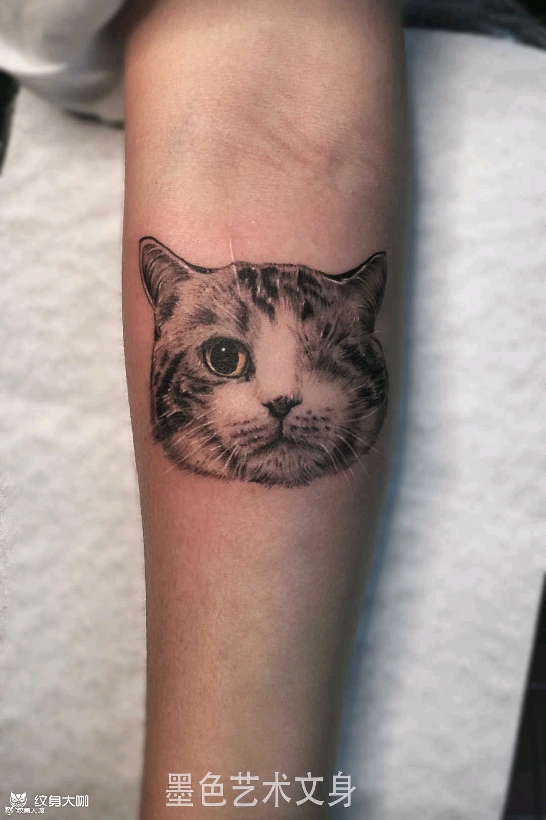 猫咪纹身大赏 - 知乎