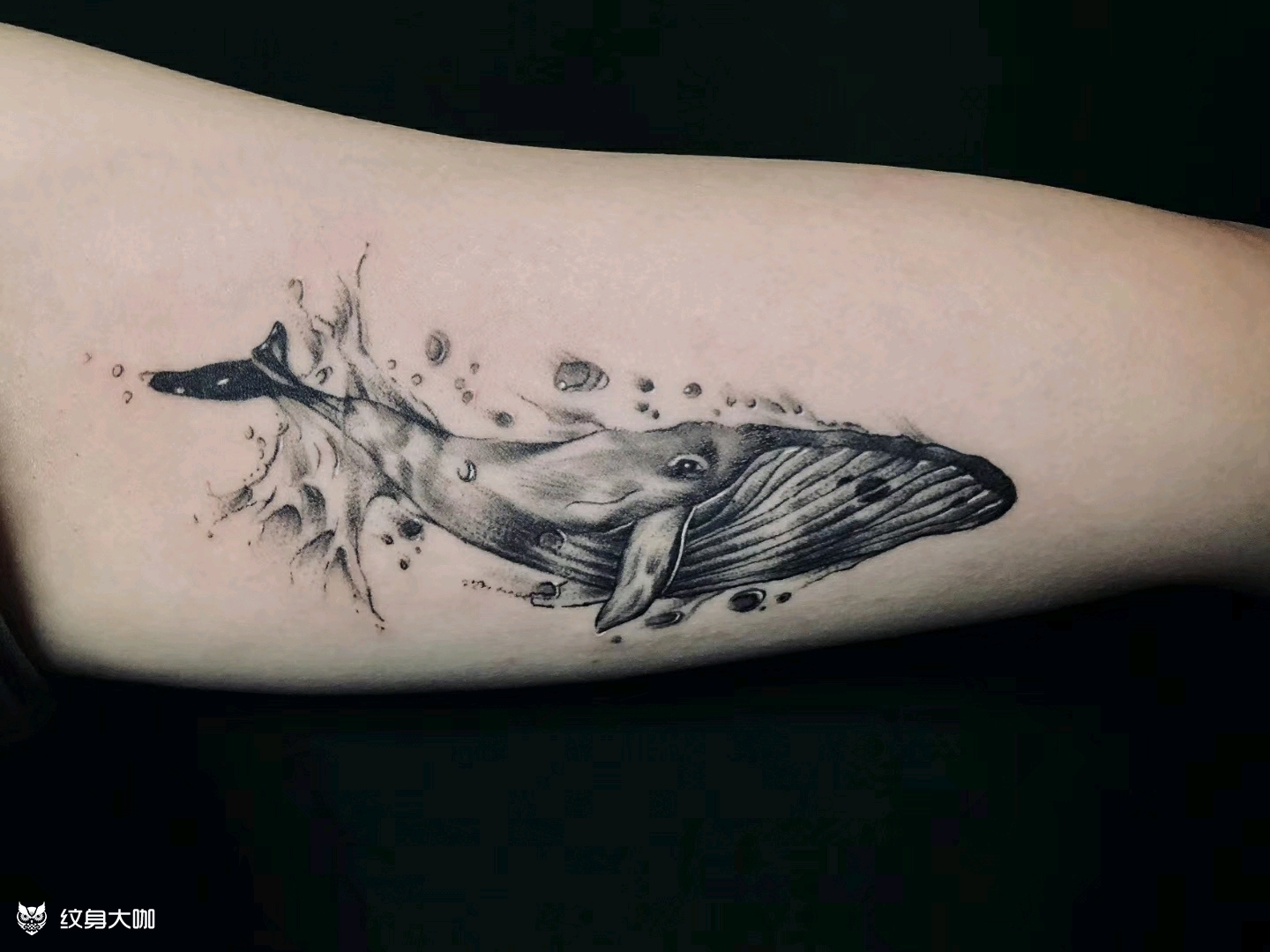鲸鱼_纹身图案手稿图片_小栗旬的纹身作品集