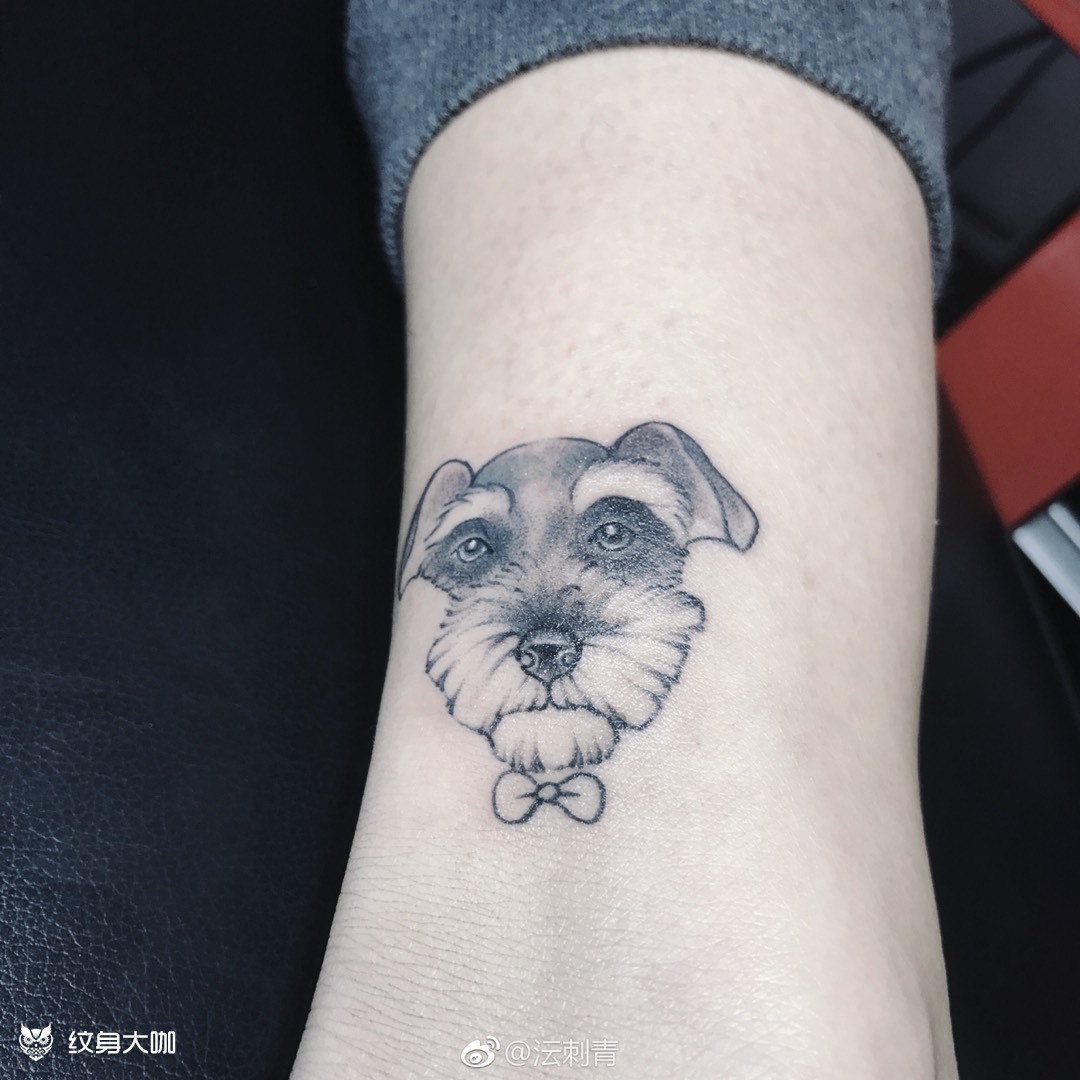雪纳瑞_纹身图案手稿图片_郑洋洋的纹身作品集