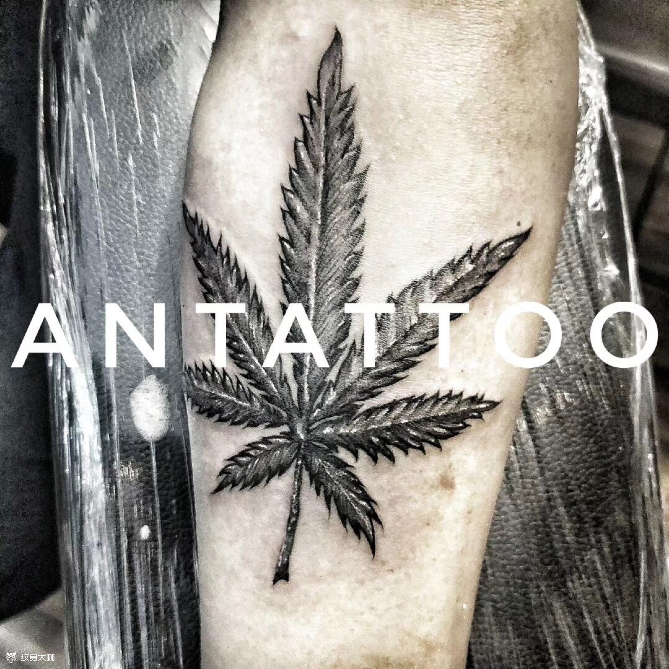 大麻叶_纹身图案手稿图片_安妮的纹身作品集