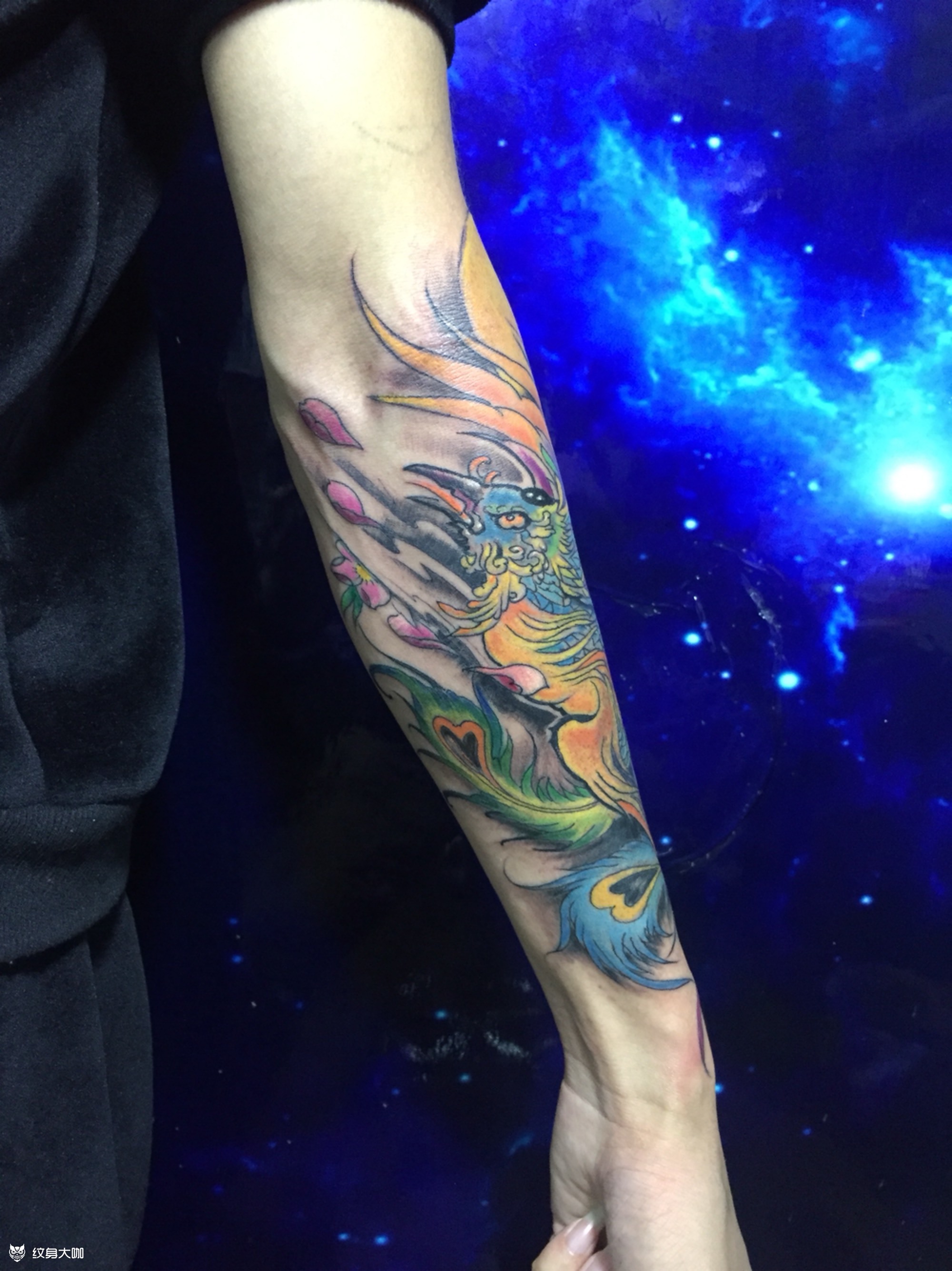 小臂凤凰_纹身图案手稿图片_周培荣的纹身作品集