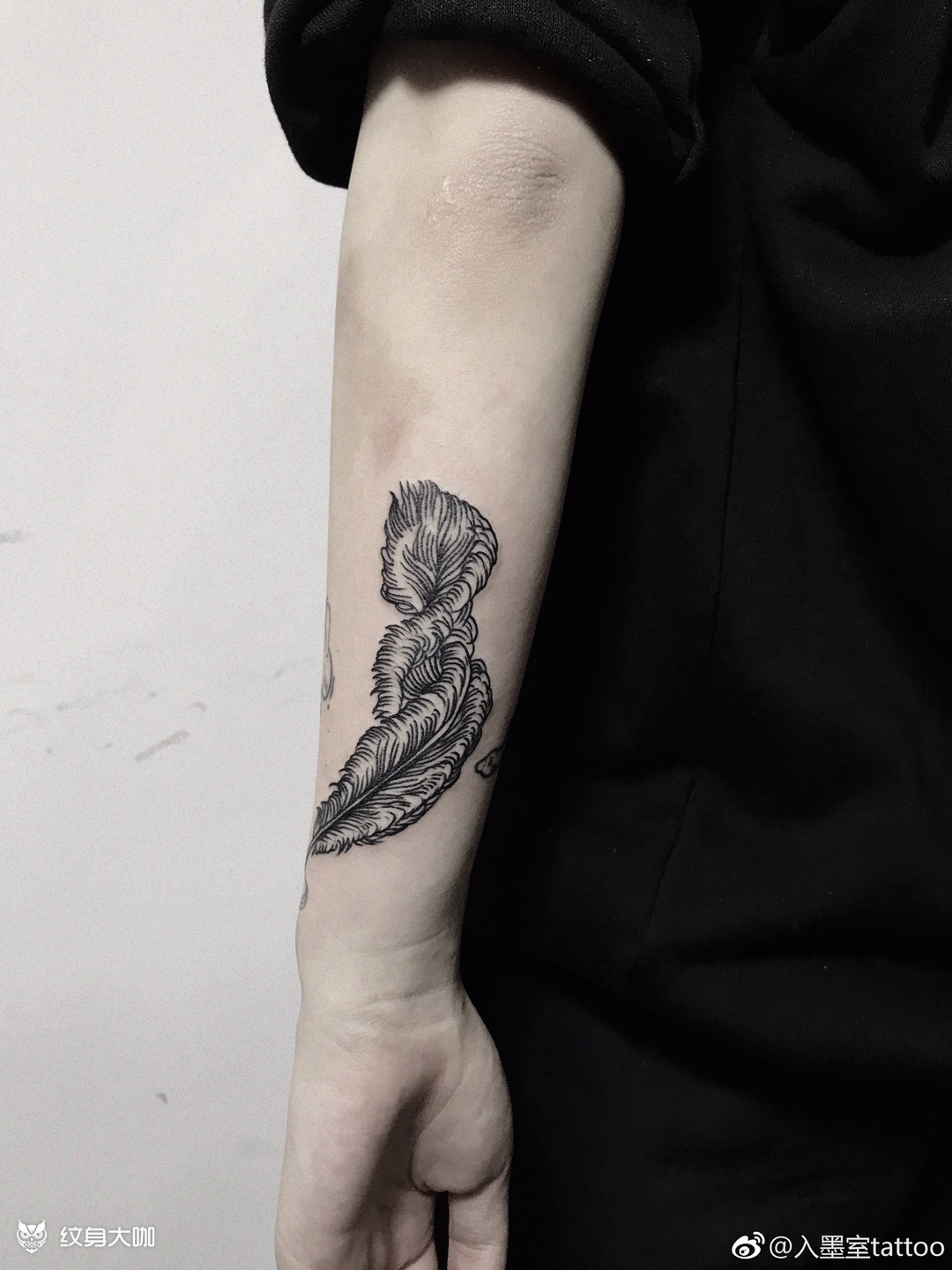 羽毛 线_纹身图案手稿图片_陈传杰的纹身作品集