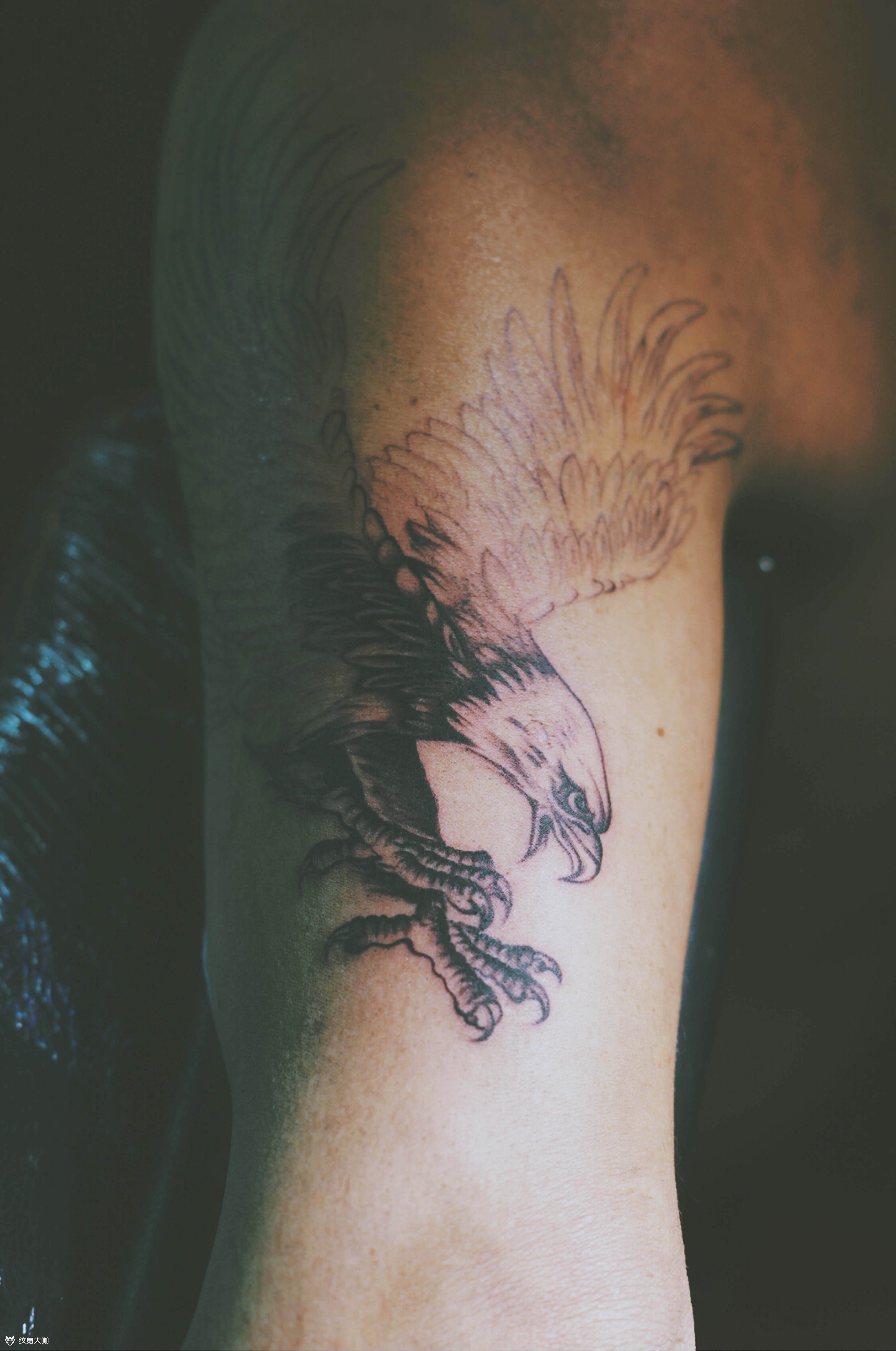 传统水墨鹰_纹身图案手稿图片_小豆的纹身作品集