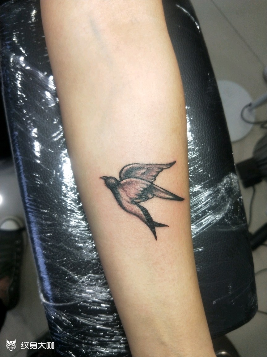 鸽子_纹身图案手稿图片_果果的纹身作品集