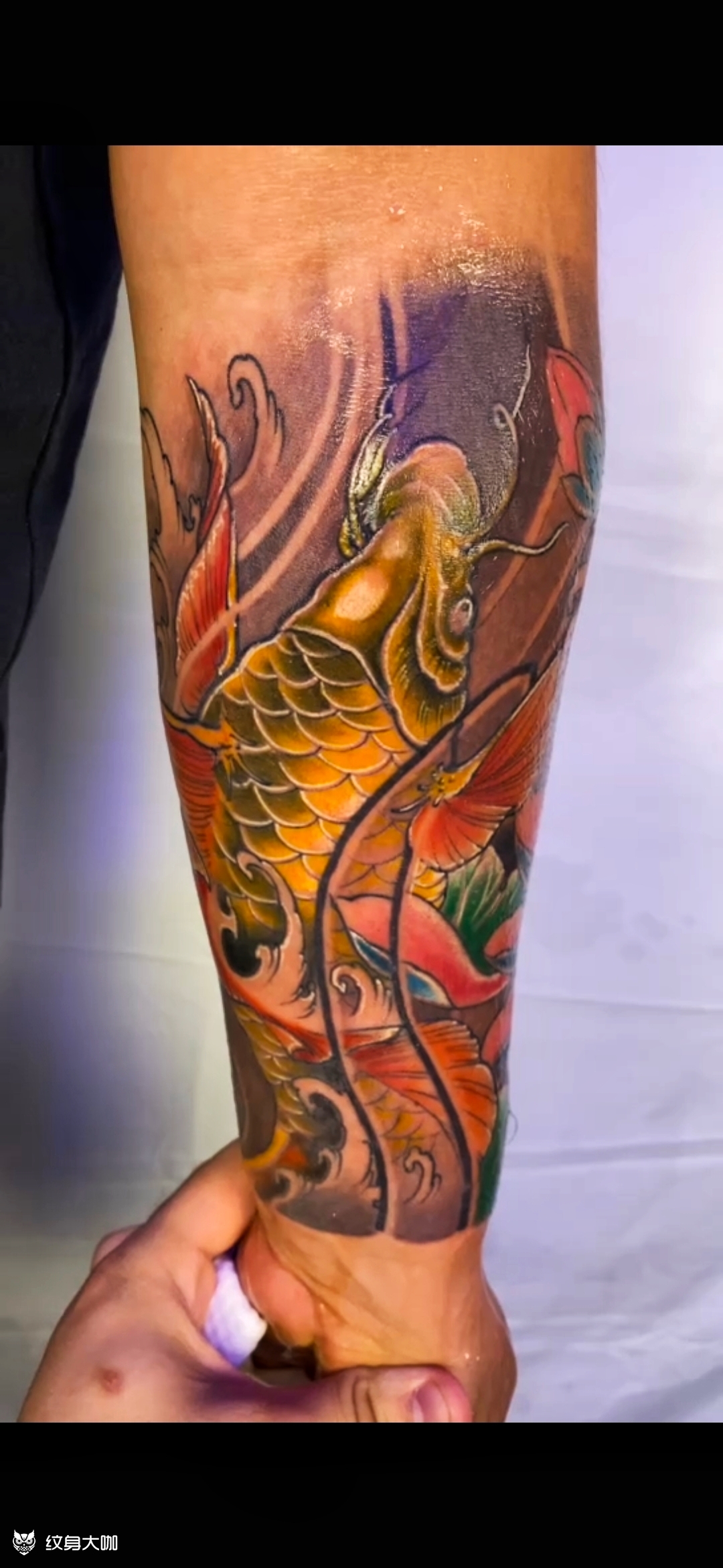 新传统彩色鲤鱼_纹身图案手稿图片_阿杰的纹身作品集