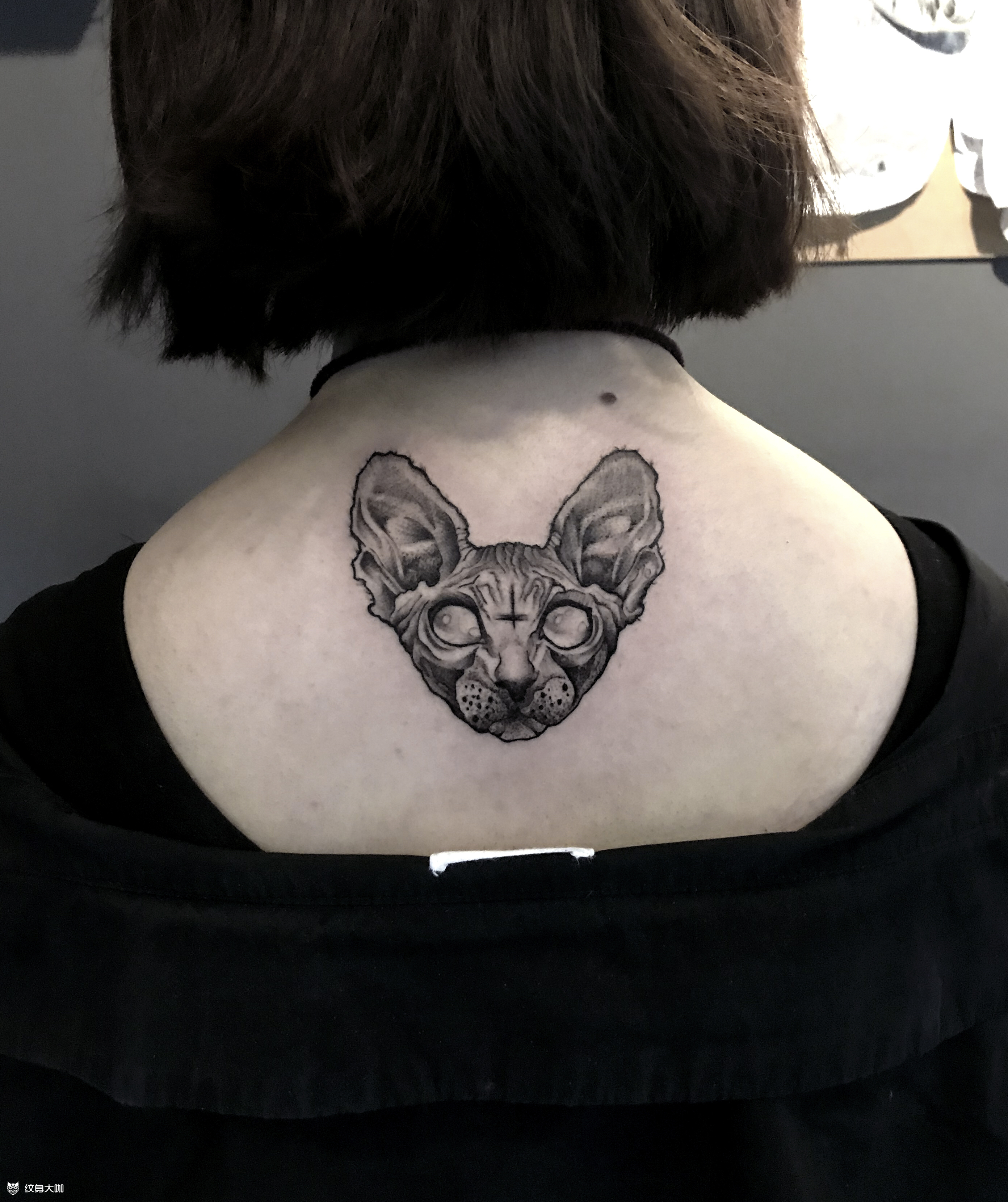 无毛猫_纹身图案手稿图片_马里奥的纹身作品集