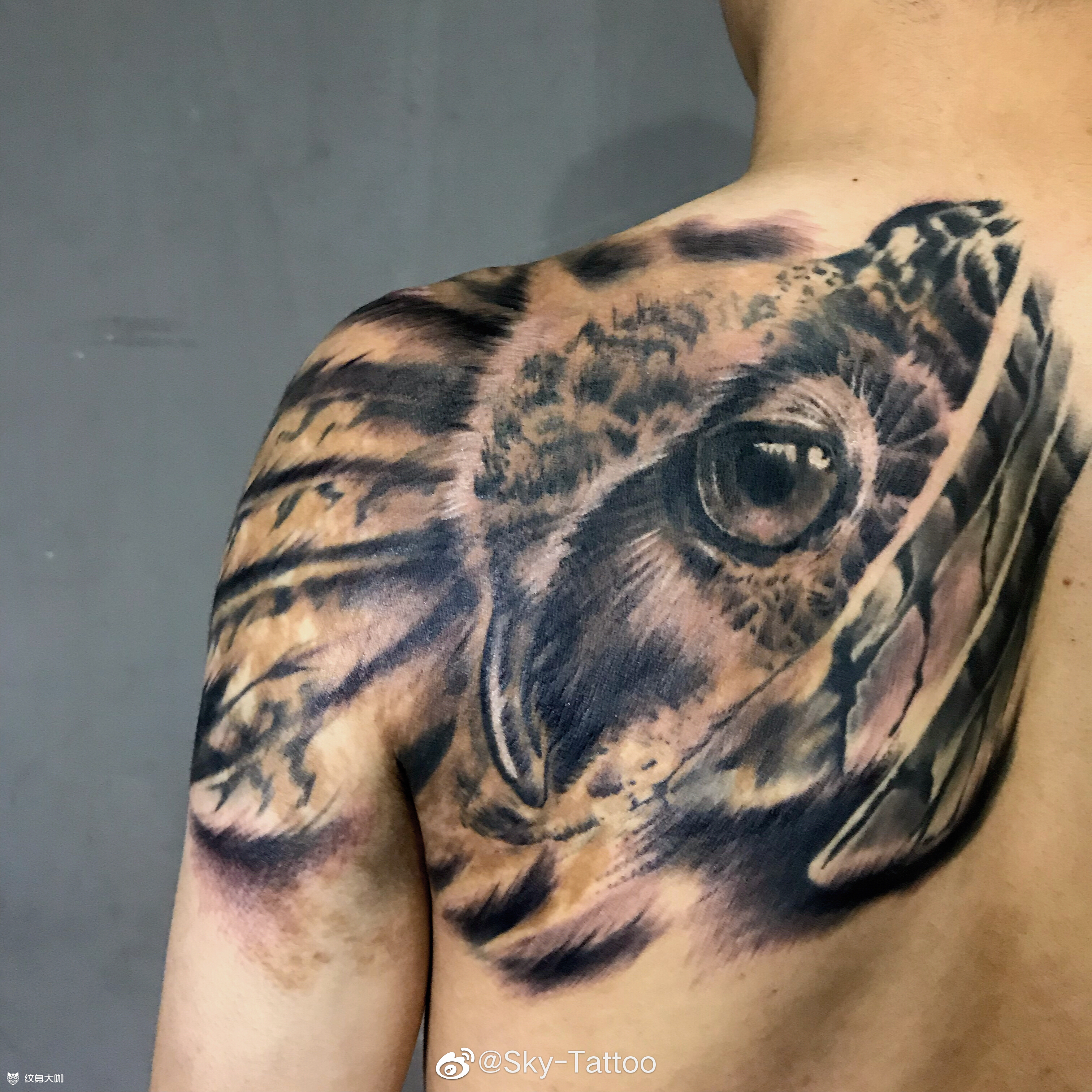 猫头鹰_纹身图案手稿图片_sky的纹身作品集