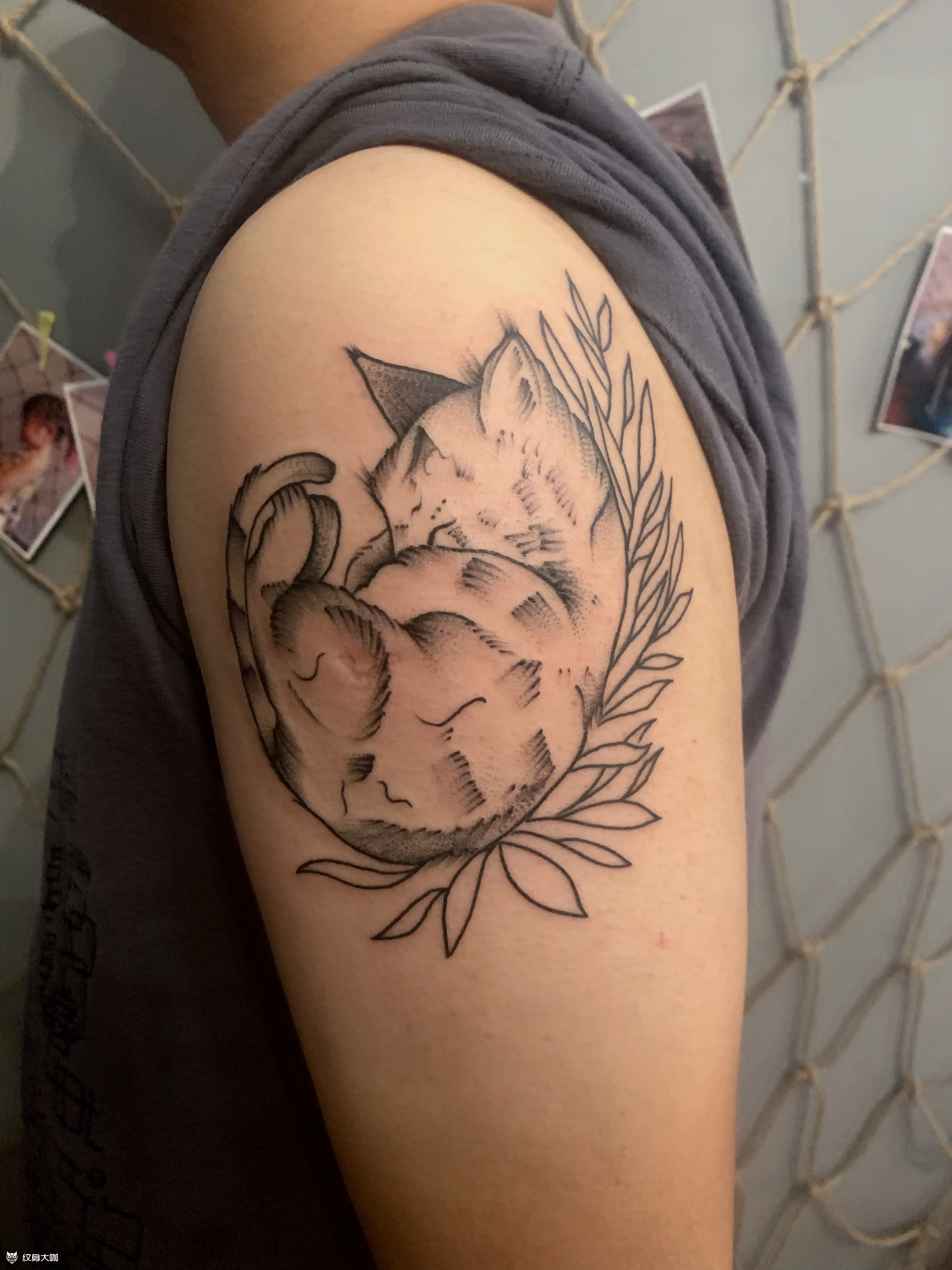 简单的小猫_纹身图案手稿图片_小鱼儿 的纹身作品集