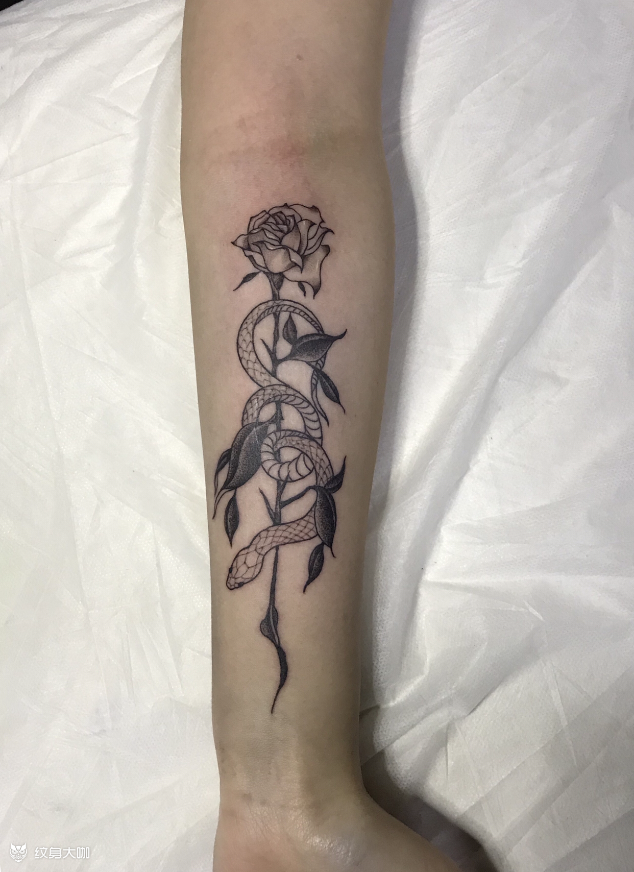 蛇 玫瑰_纹身图案手稿图片_三木的纹身作品集