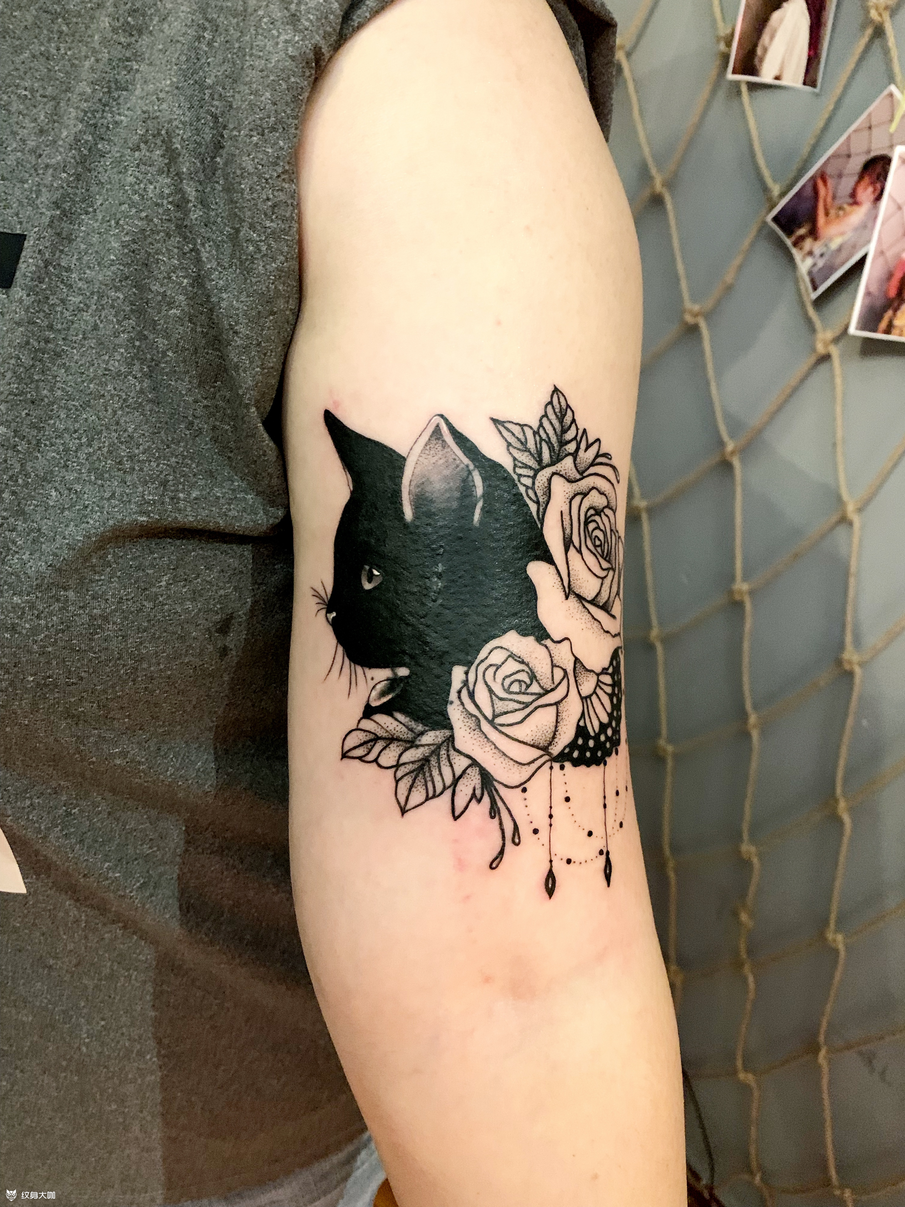 猫咪旧纹身遮盖