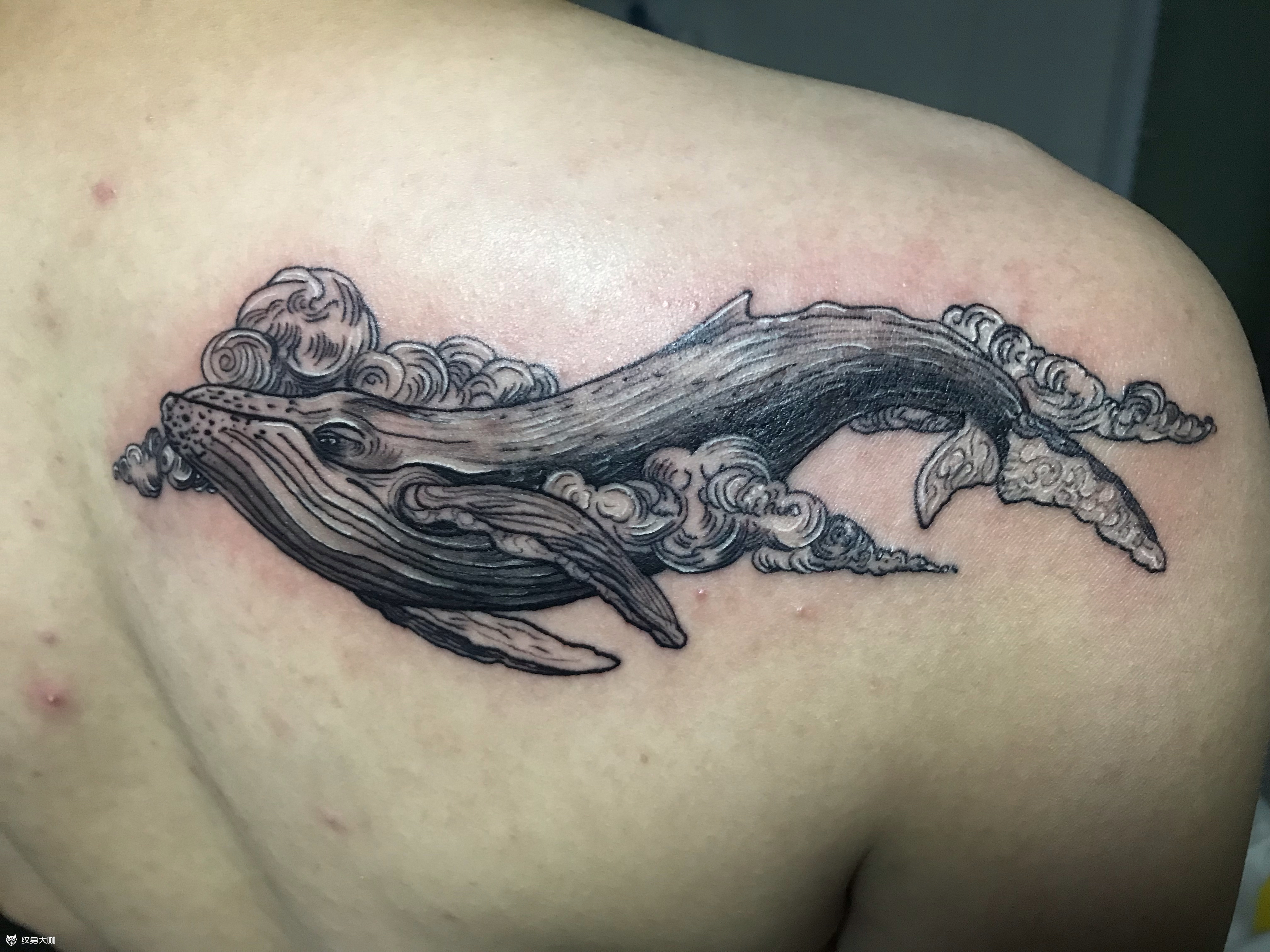 南京团藏刺青 -鲸鱼_纹身图案手稿图片_danzo的纹身作品集