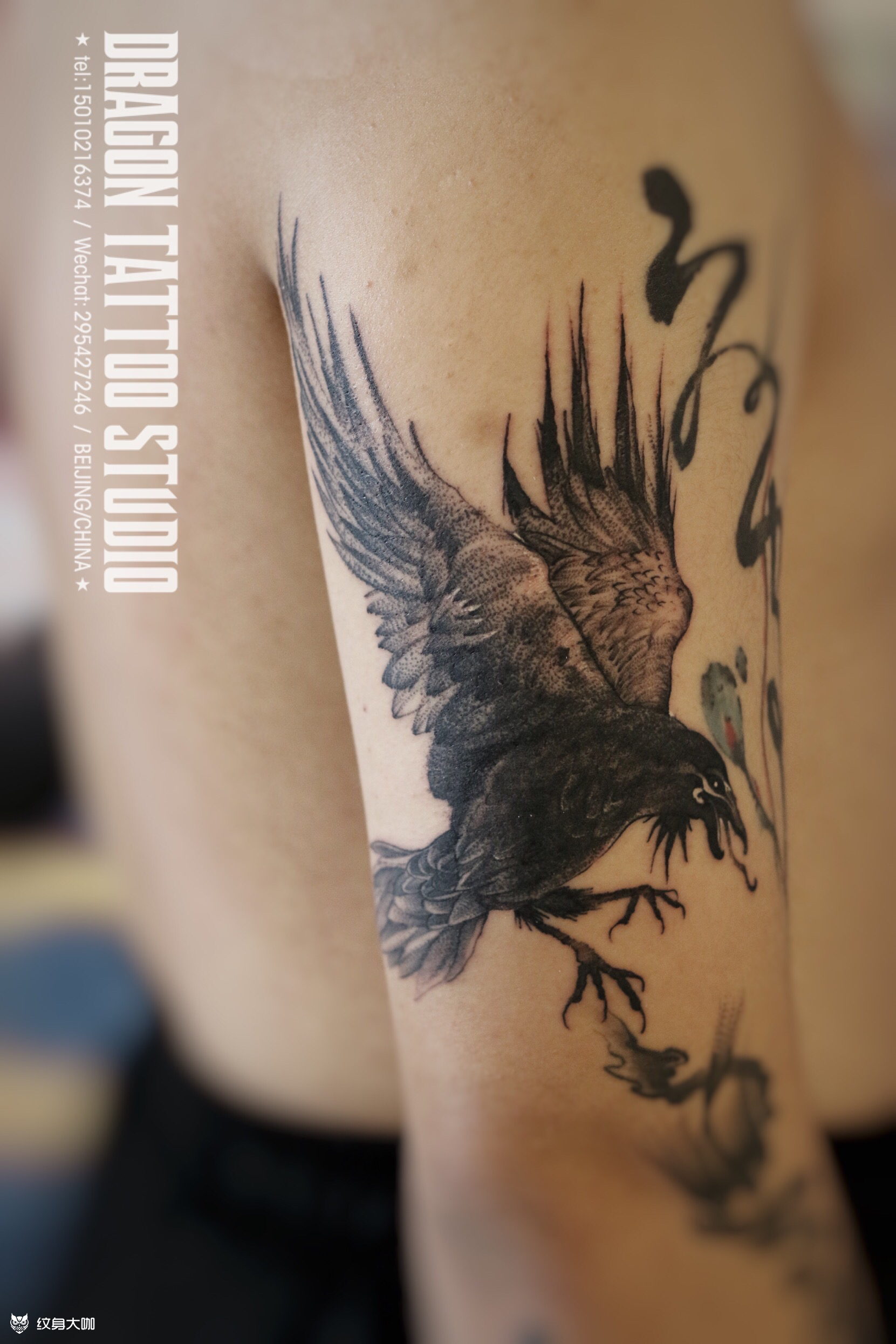 金乌_纹身图案手稿图片_大龙 dragon 的纹身作品集