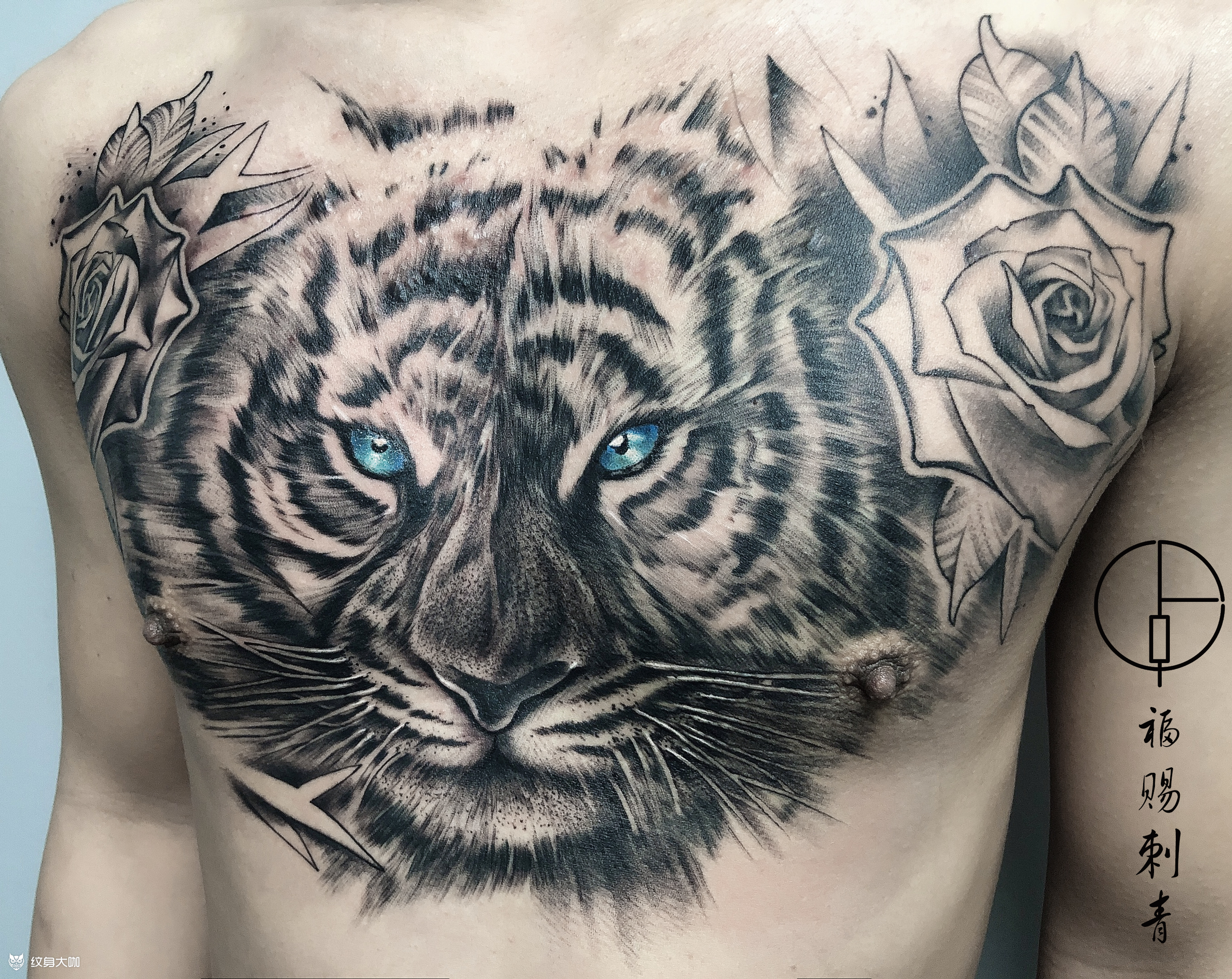 花胸老虎_纹身图案手稿图片_福赐的纹身作品集