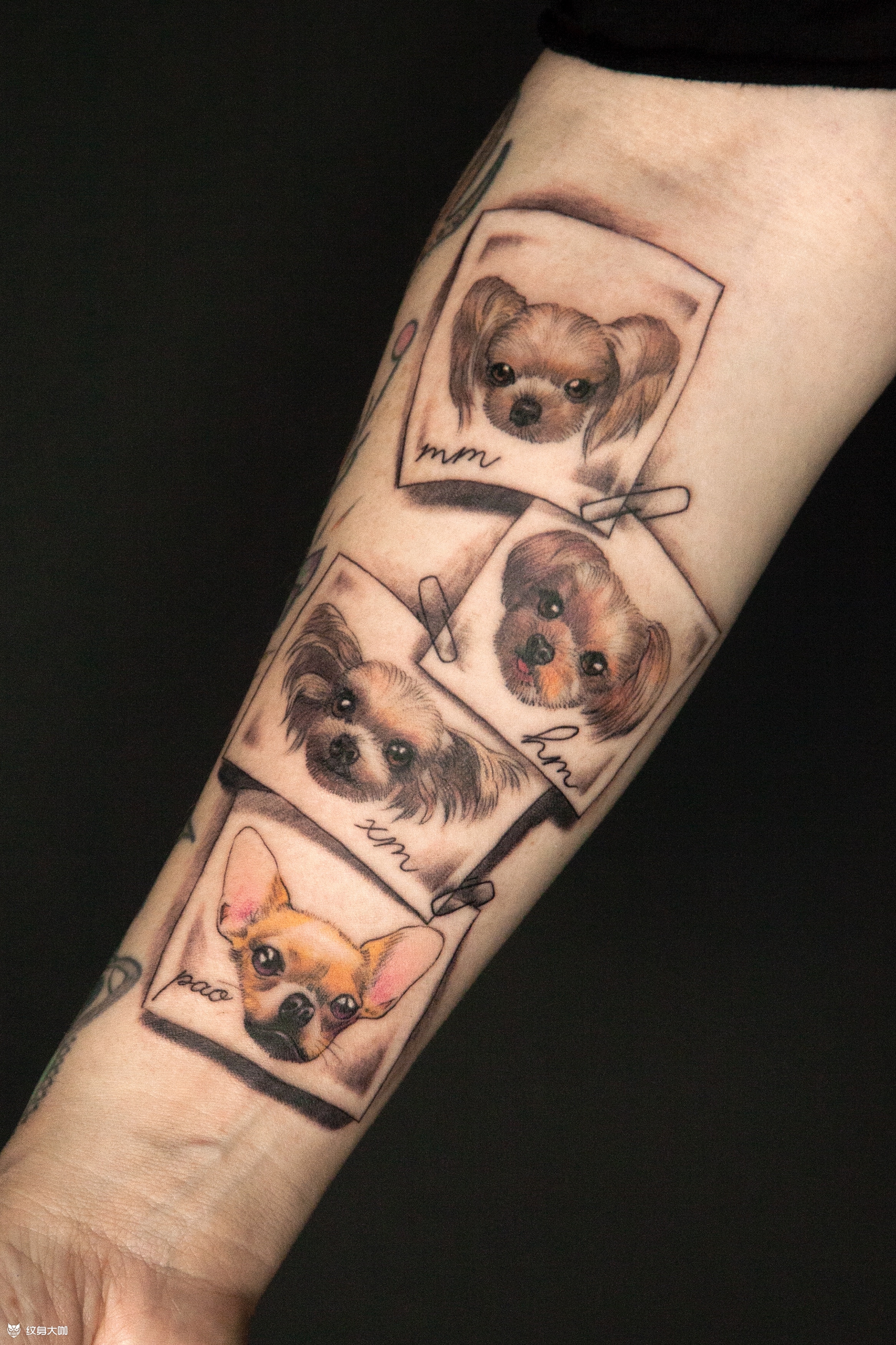 宠物纹身