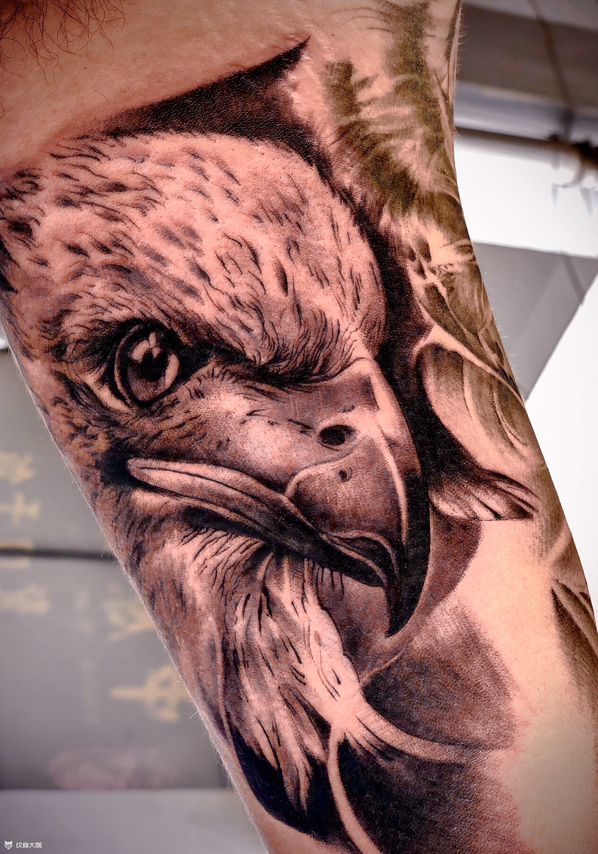 白头海雕_纹身图案手稿图片_华子的纹身作品集