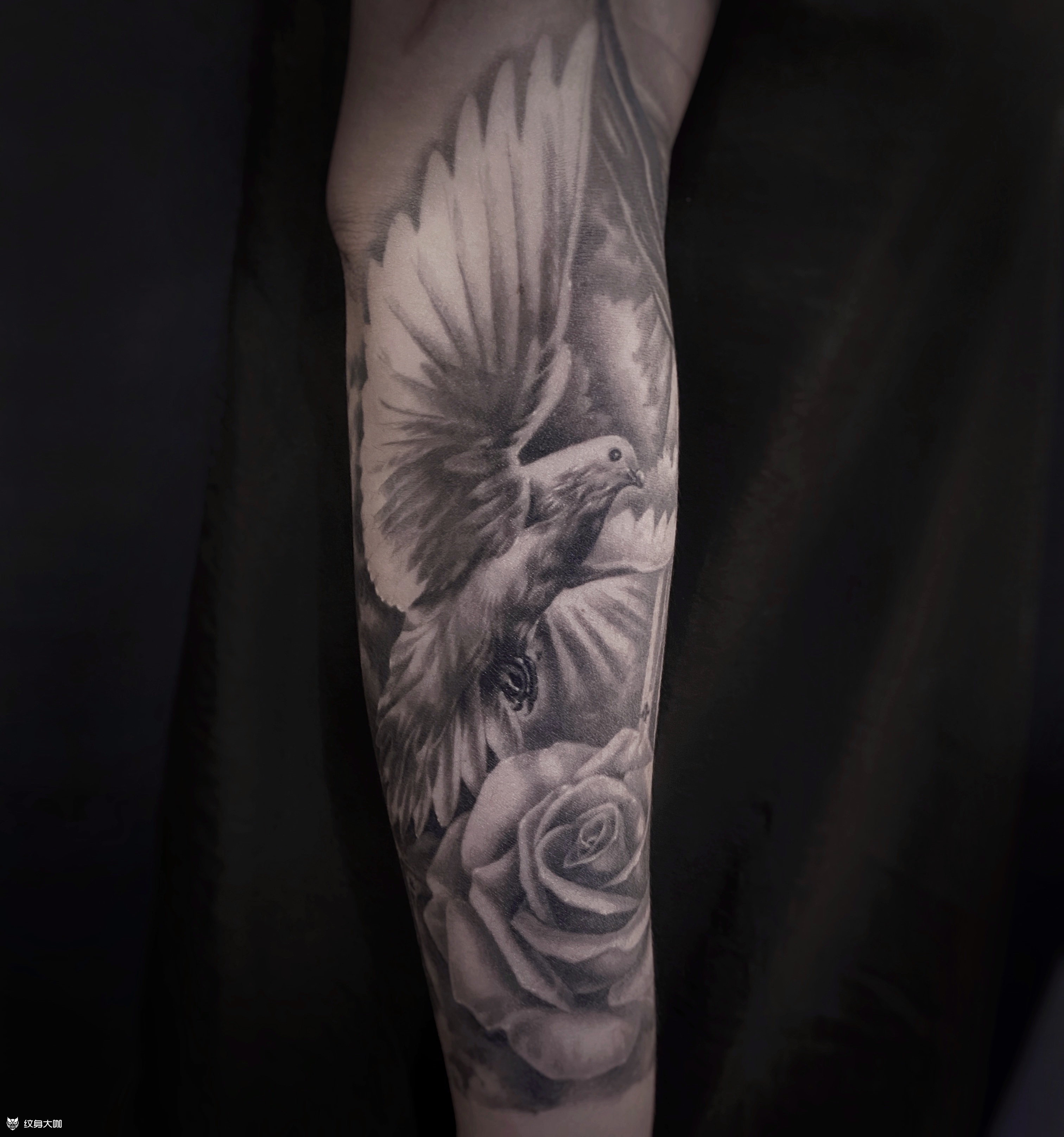 小臂鸽子恢复后效果_纹身图案手稿图片_董鹏的纹身作品集