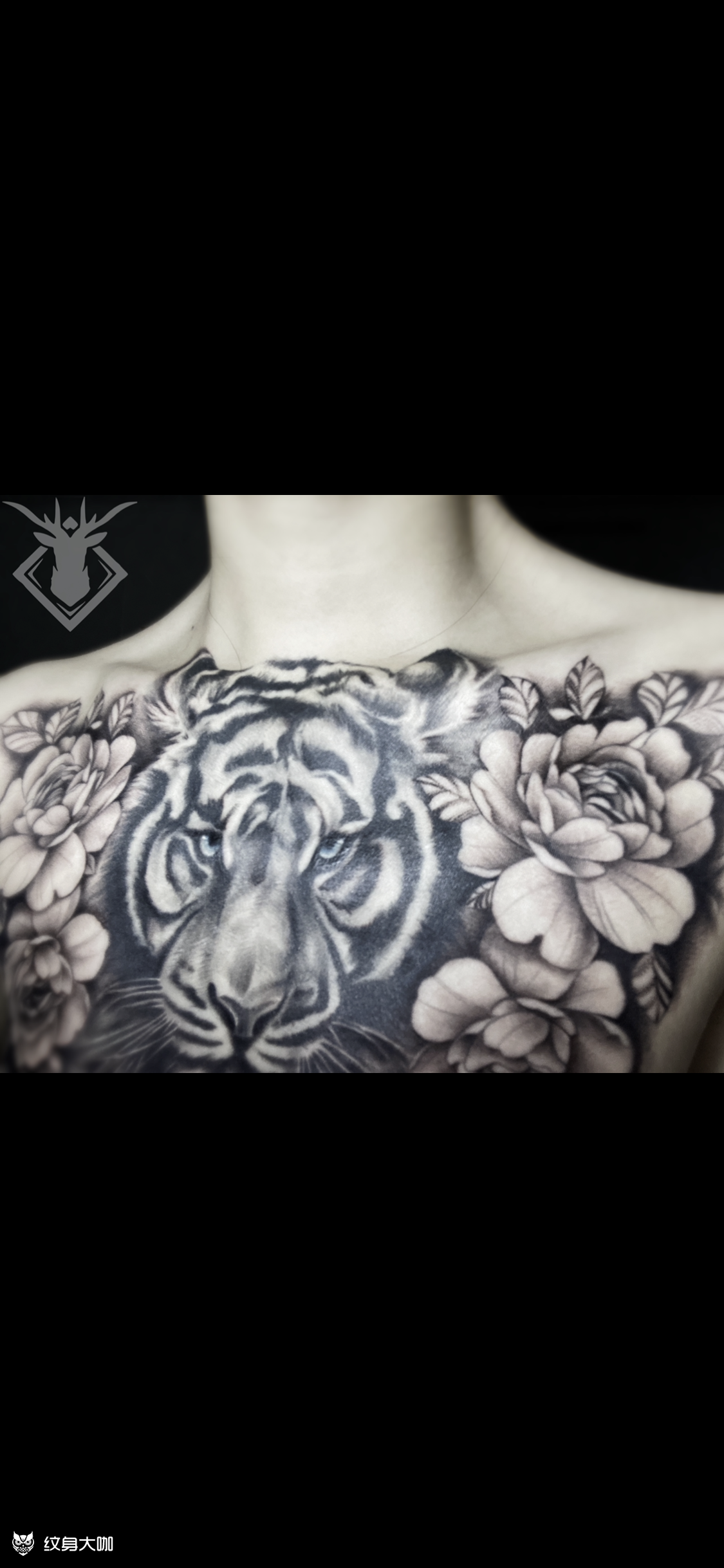 花胸老虎_纹身图案手稿图片_赵逸峰的纹身作品集
