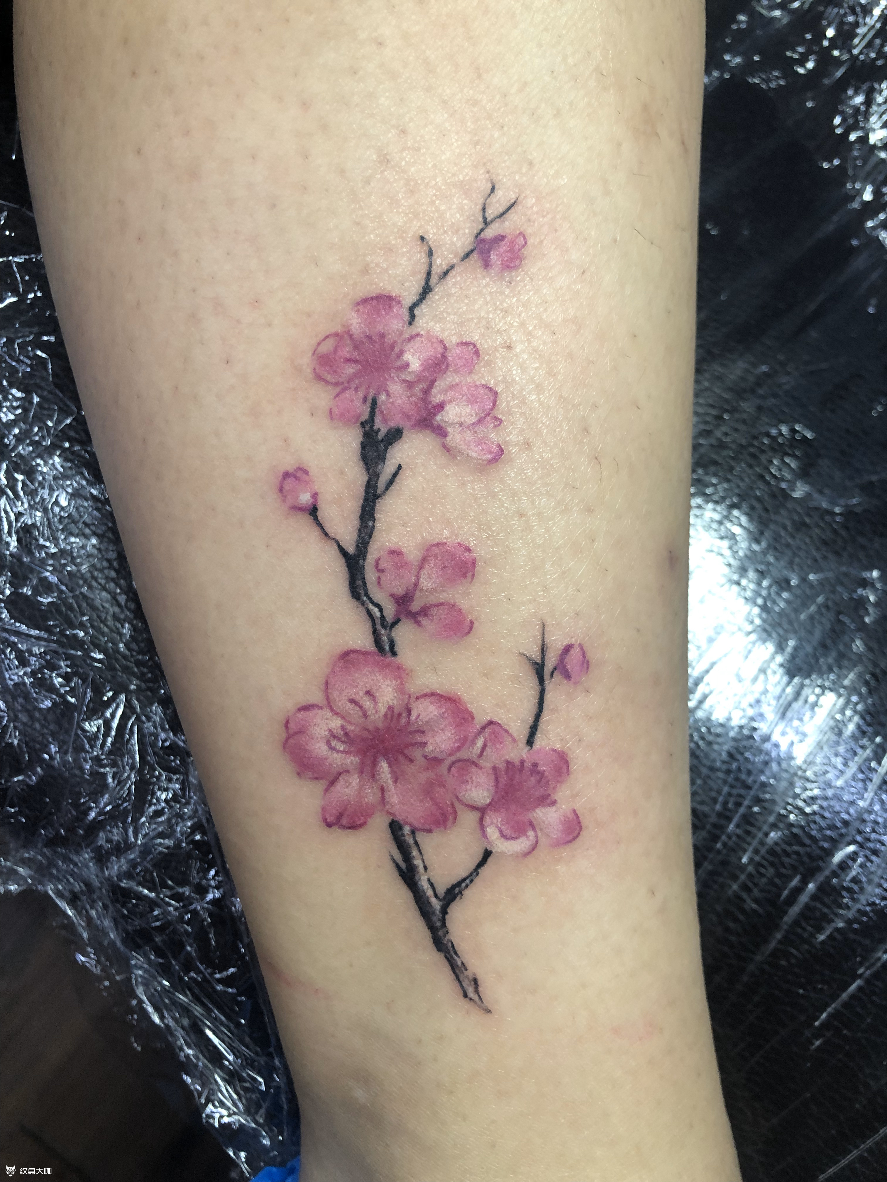梅_纹身图案手稿图片_小宇的纹身作品集
