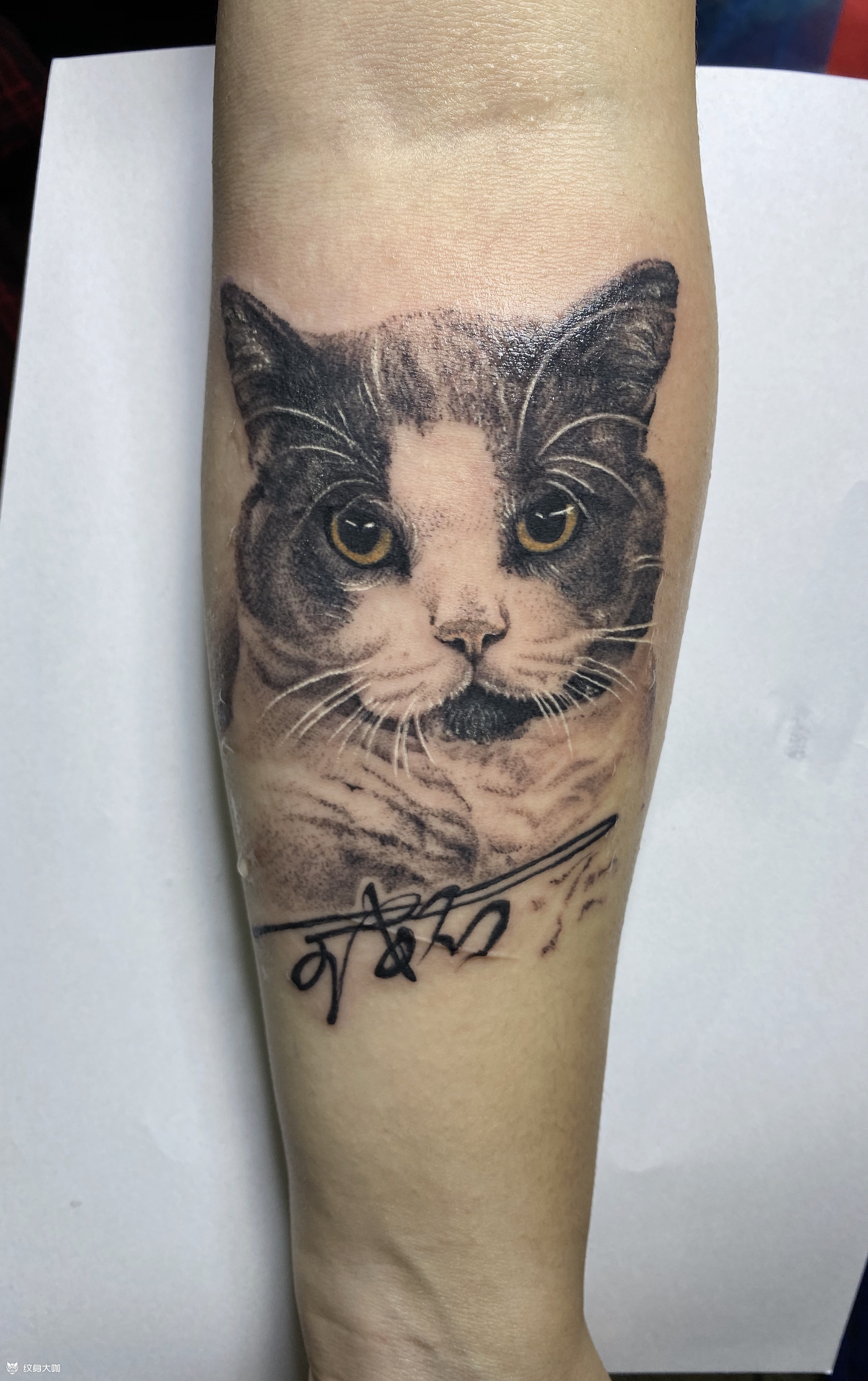 猫这是一只叫"王安石"的矮脚_纹身吧社区 - 纹身大咖