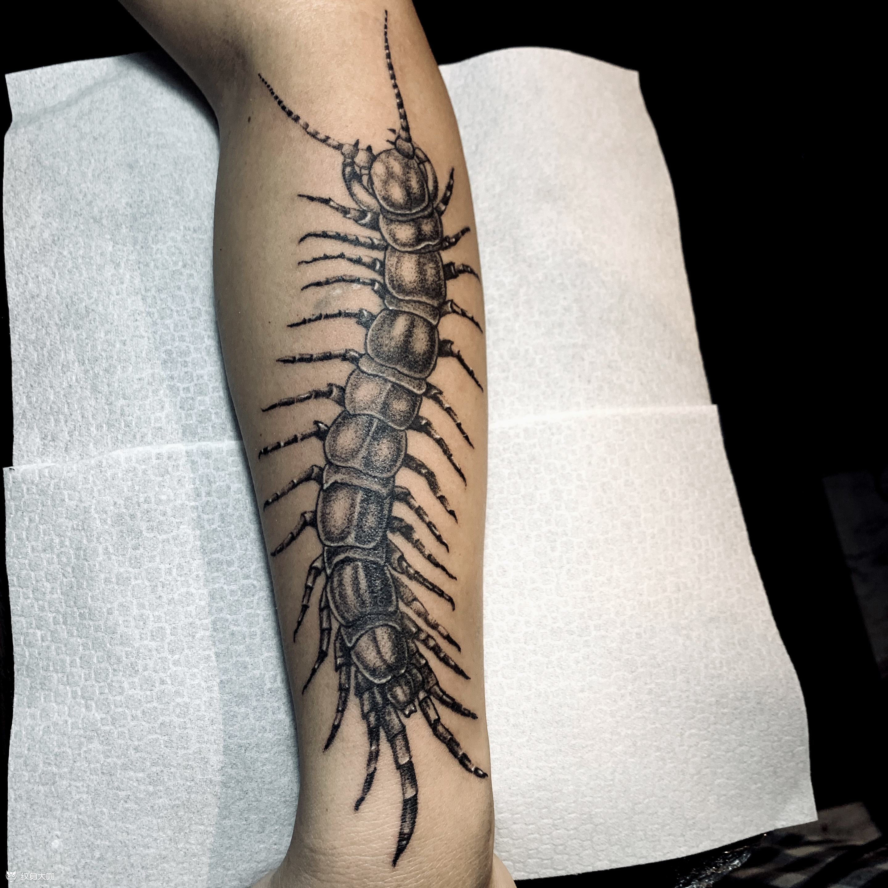 蜈蚣_纹身吧社区 - 纹身大咖