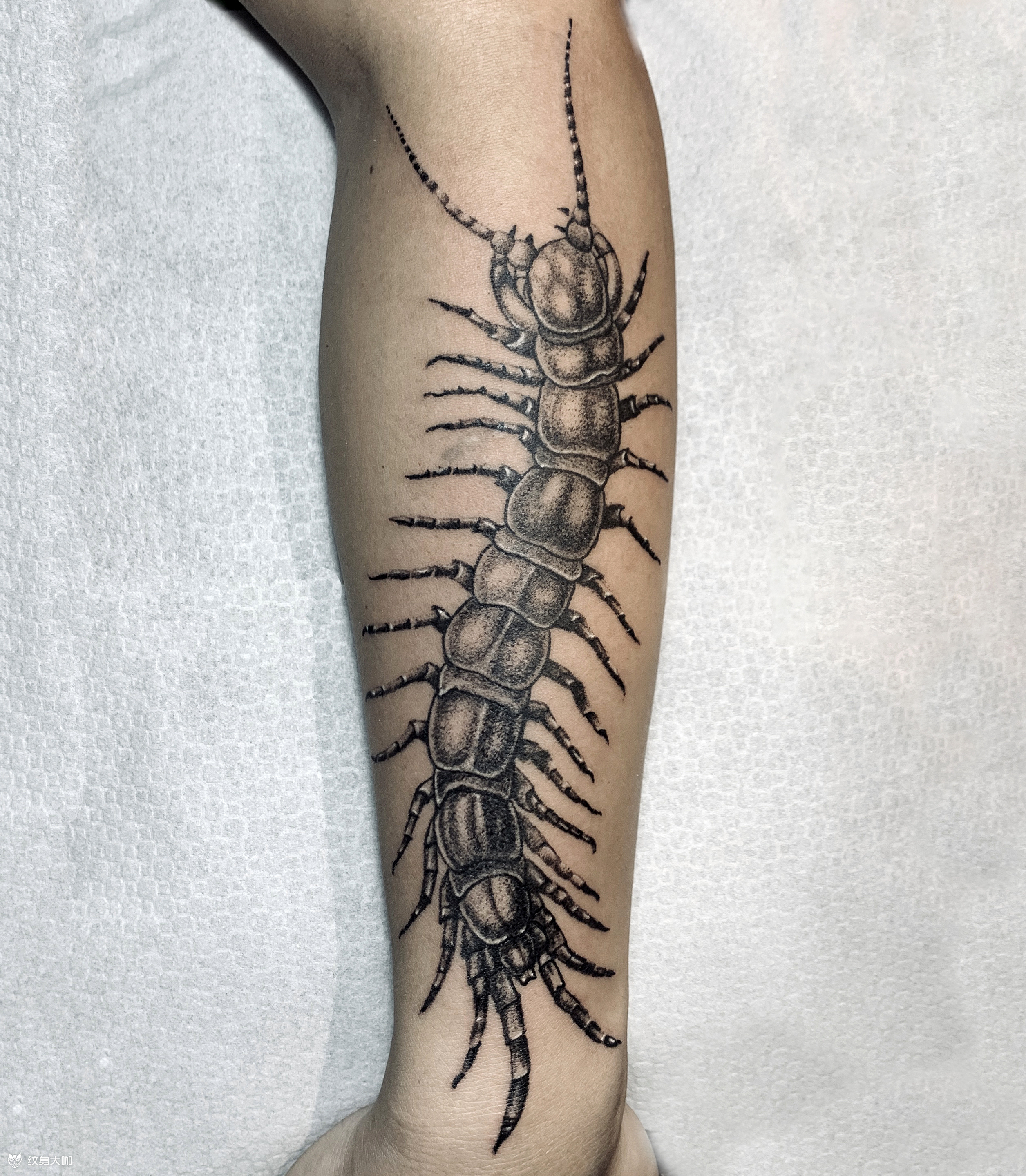 蜈蚣_纹身吧社区 - 纹身大咖