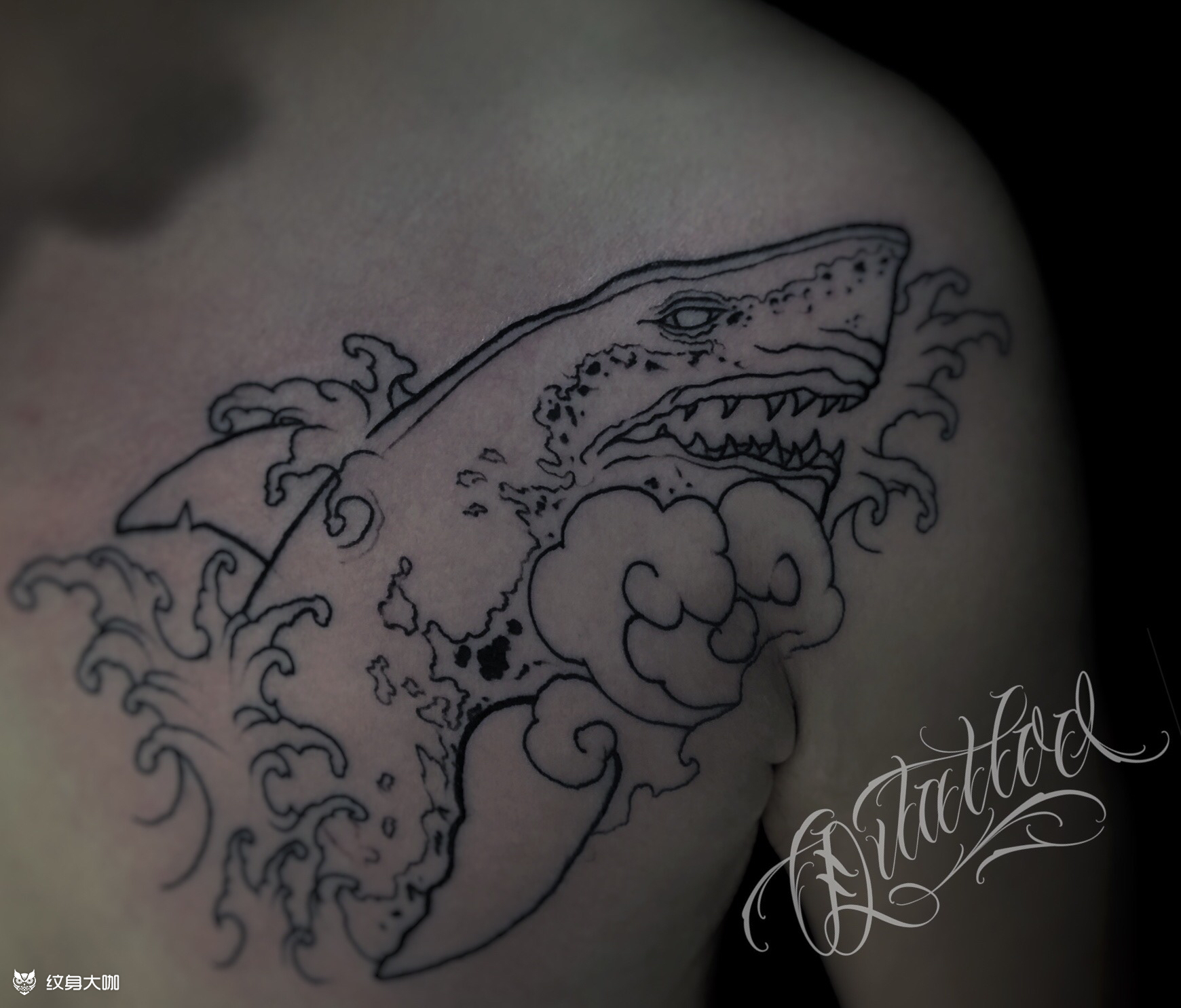 鲨鱼_纹身图案手稿图片_阿邦的纹身作品集