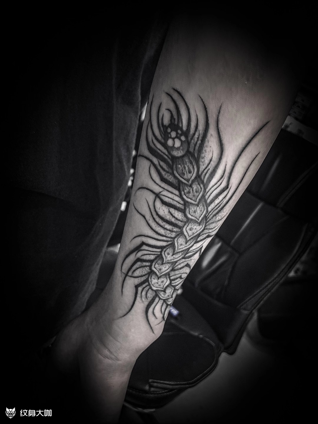 五毒_纹身图案手稿图片_神乐的纹身作品集