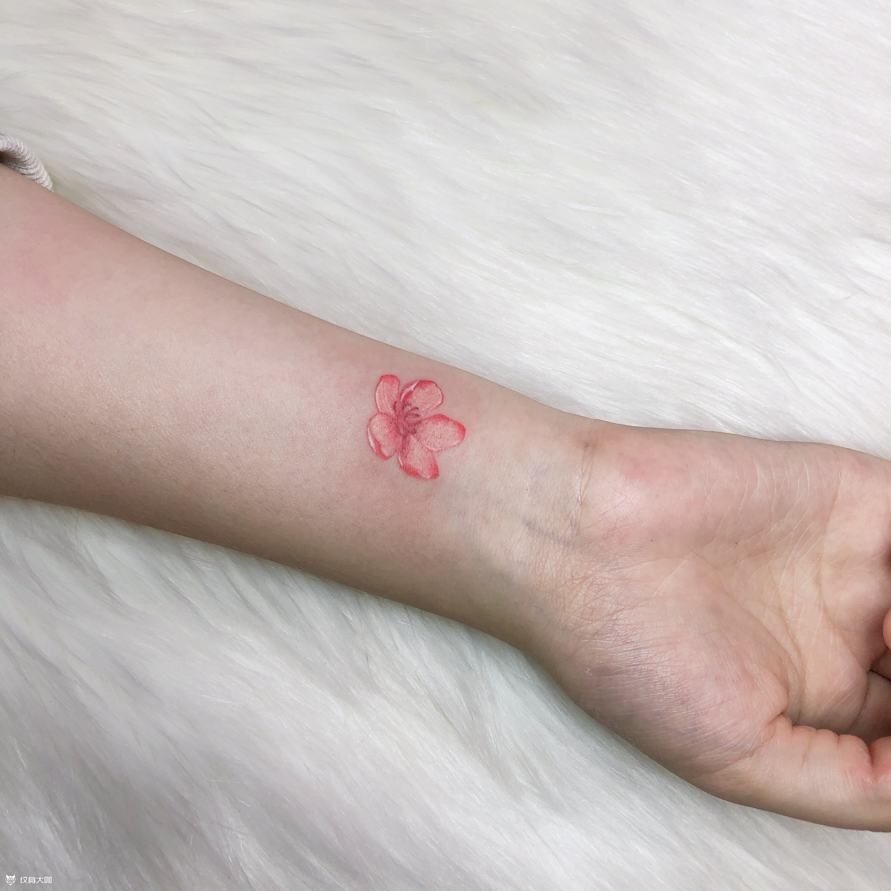 姐妹款 小樱花94_纹身图案手稿图片_tattooist果果的纹身作品集