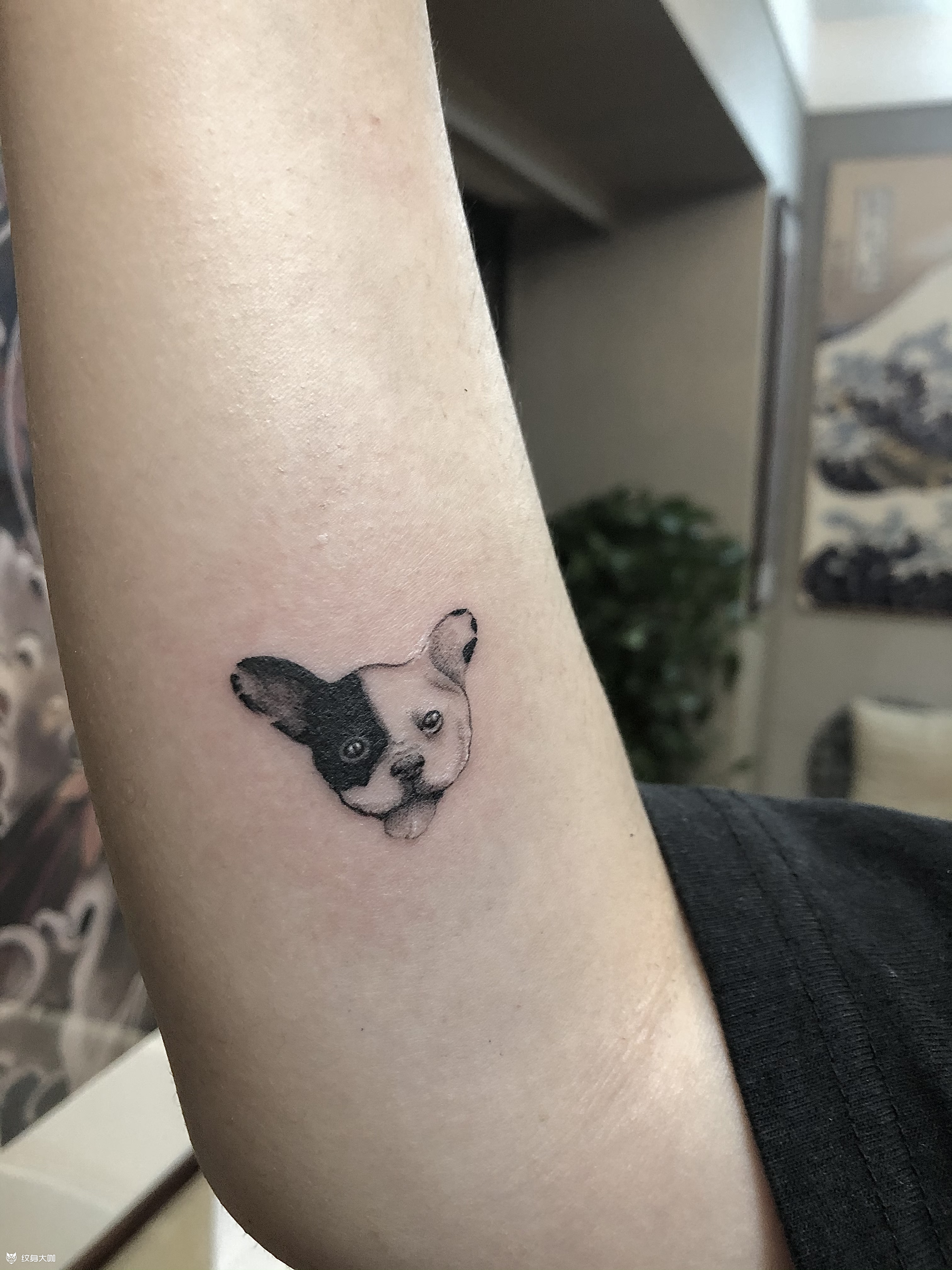 微型法斗_纹身图案手稿图片_大权的纹身作品集