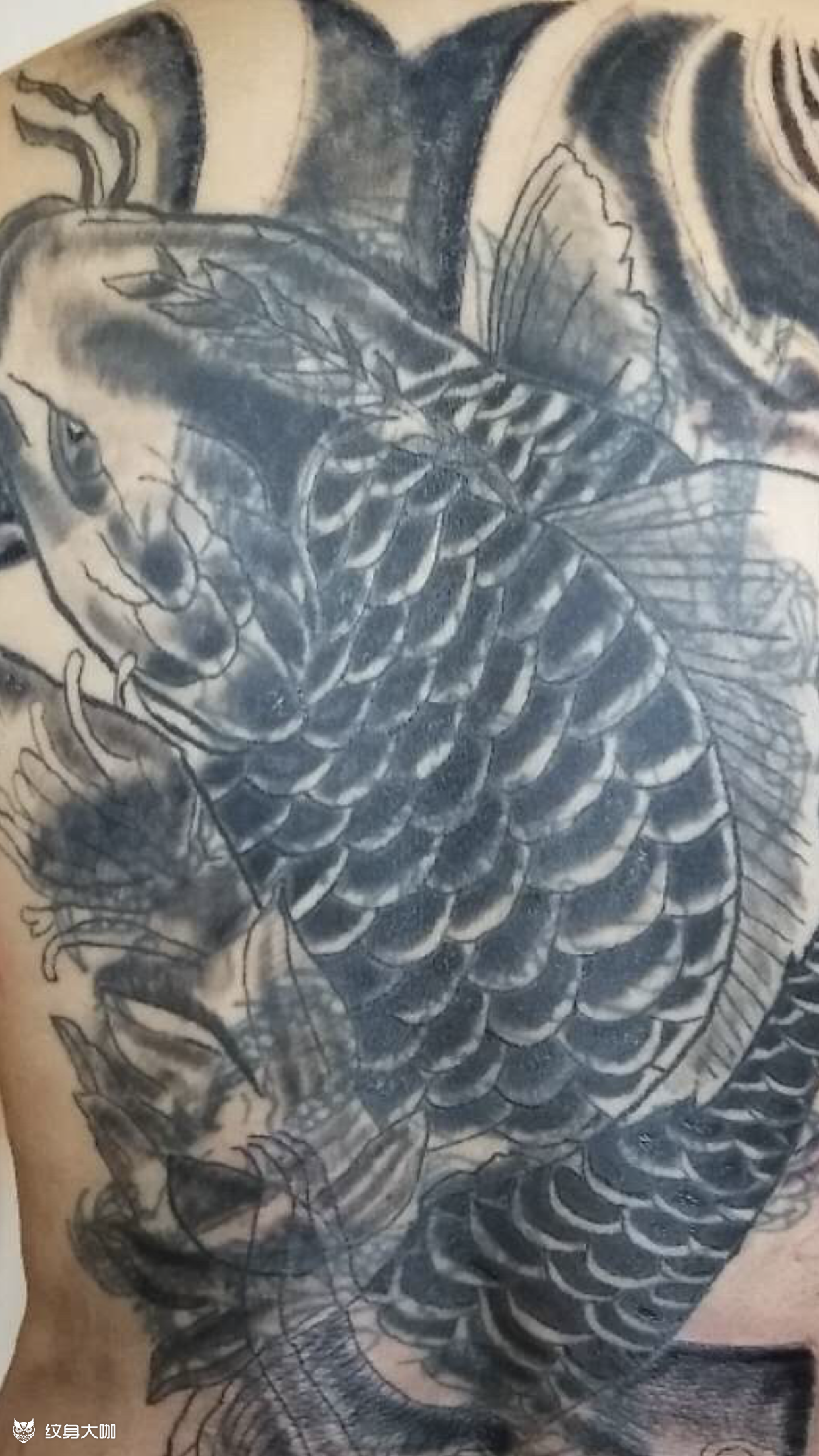满背鱼修改_纹身图案手稿图片_生龙堂-理生的纹身作品集