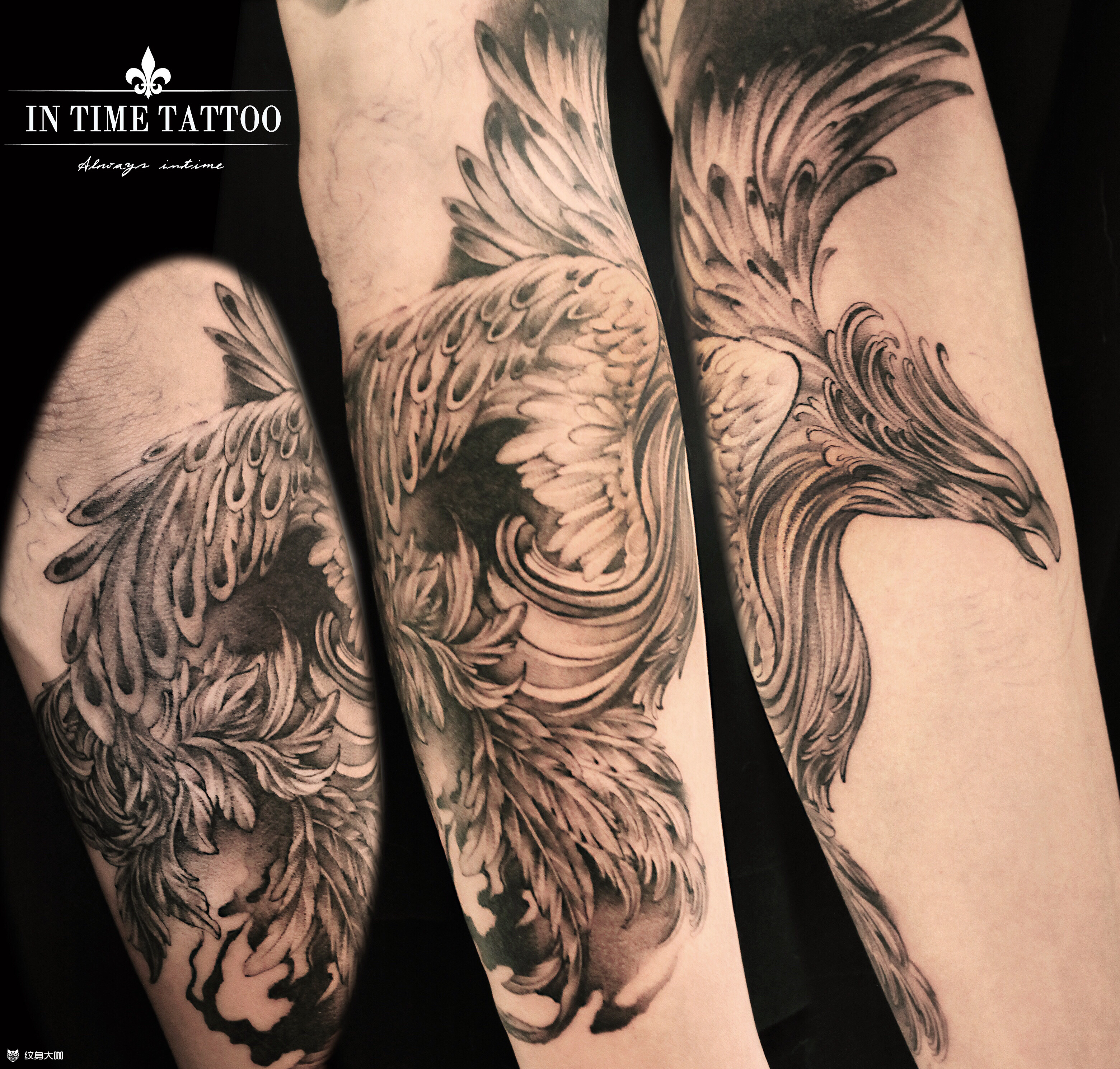 巴洛克凤凰_纹身图案手稿图片_travis时的纹身作品集