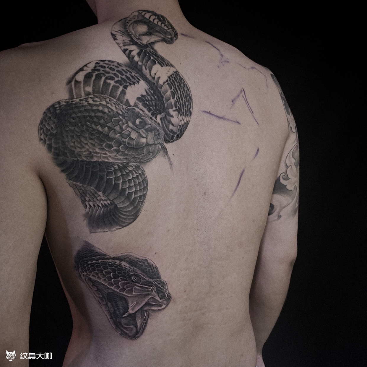 美杜莎满背进度_纹身图案手稿图片_唐听tt的纹身作品集