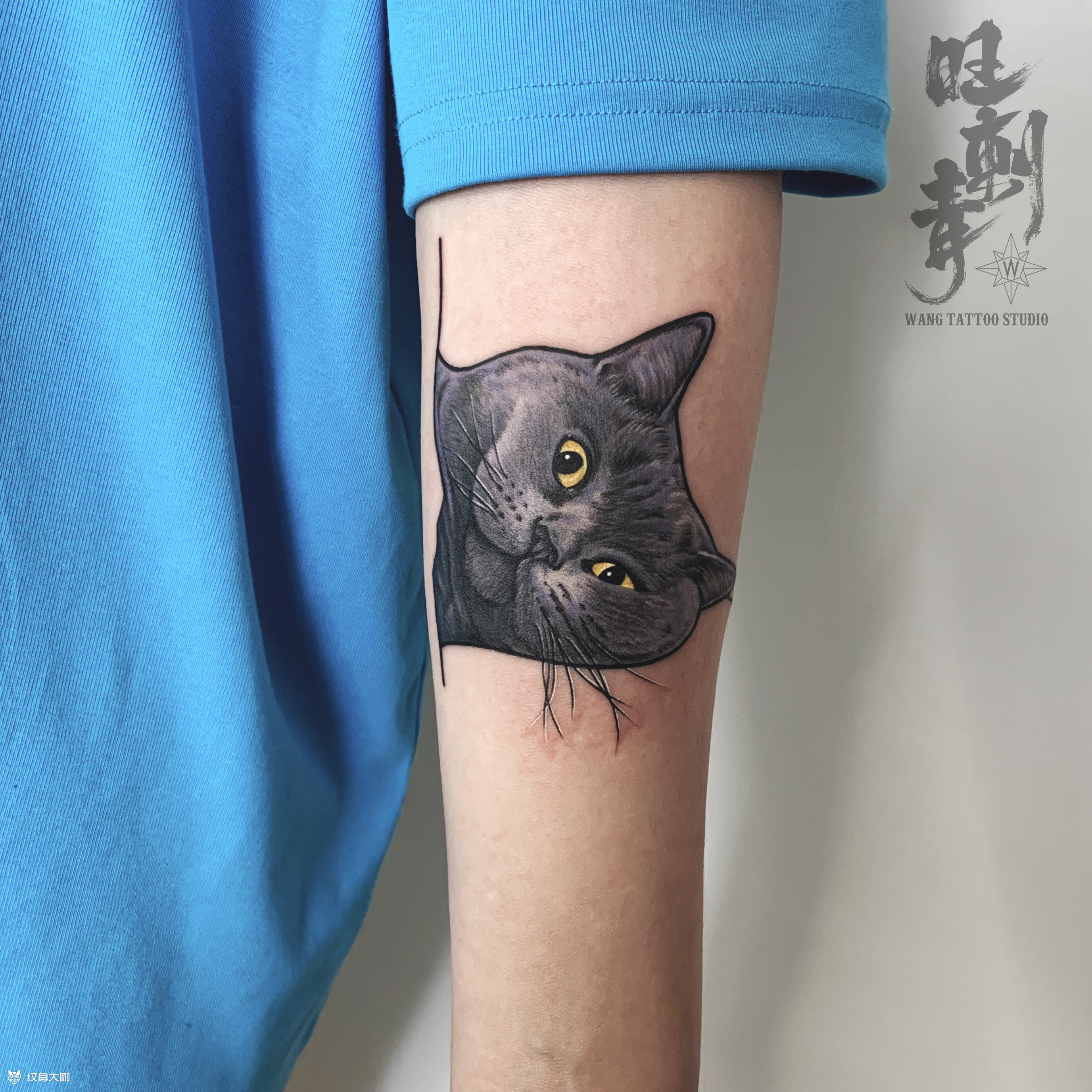 英短蓝猫_纹身图案手稿图片_刘兴旺的纹身作品集