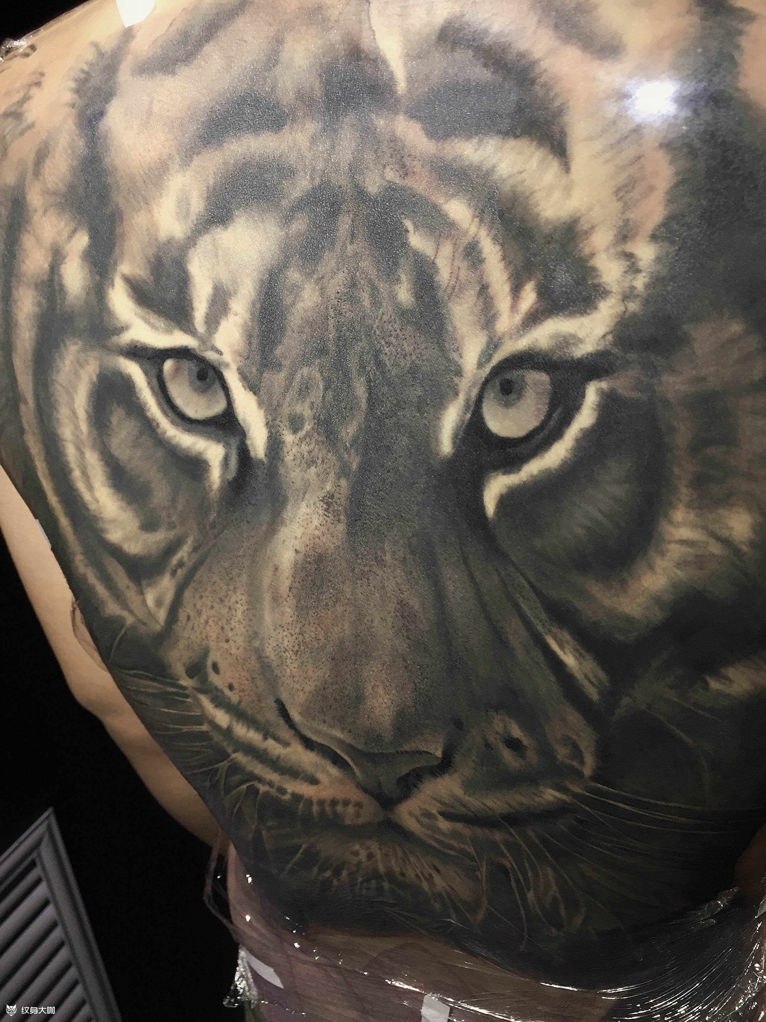 虎头满背纹身图片