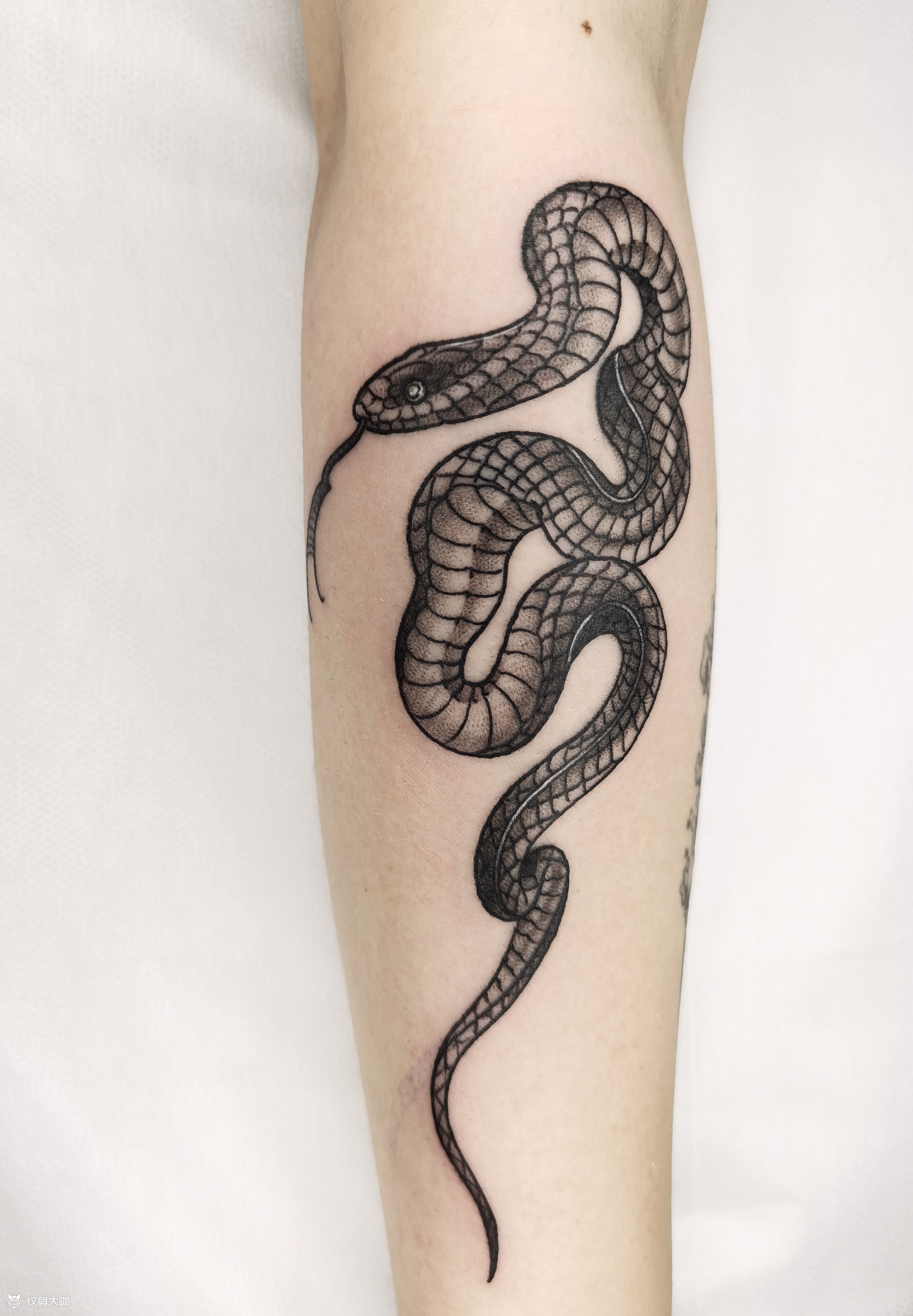 蛇_纹身图案手稿图片_自在雕的纹身作品集
