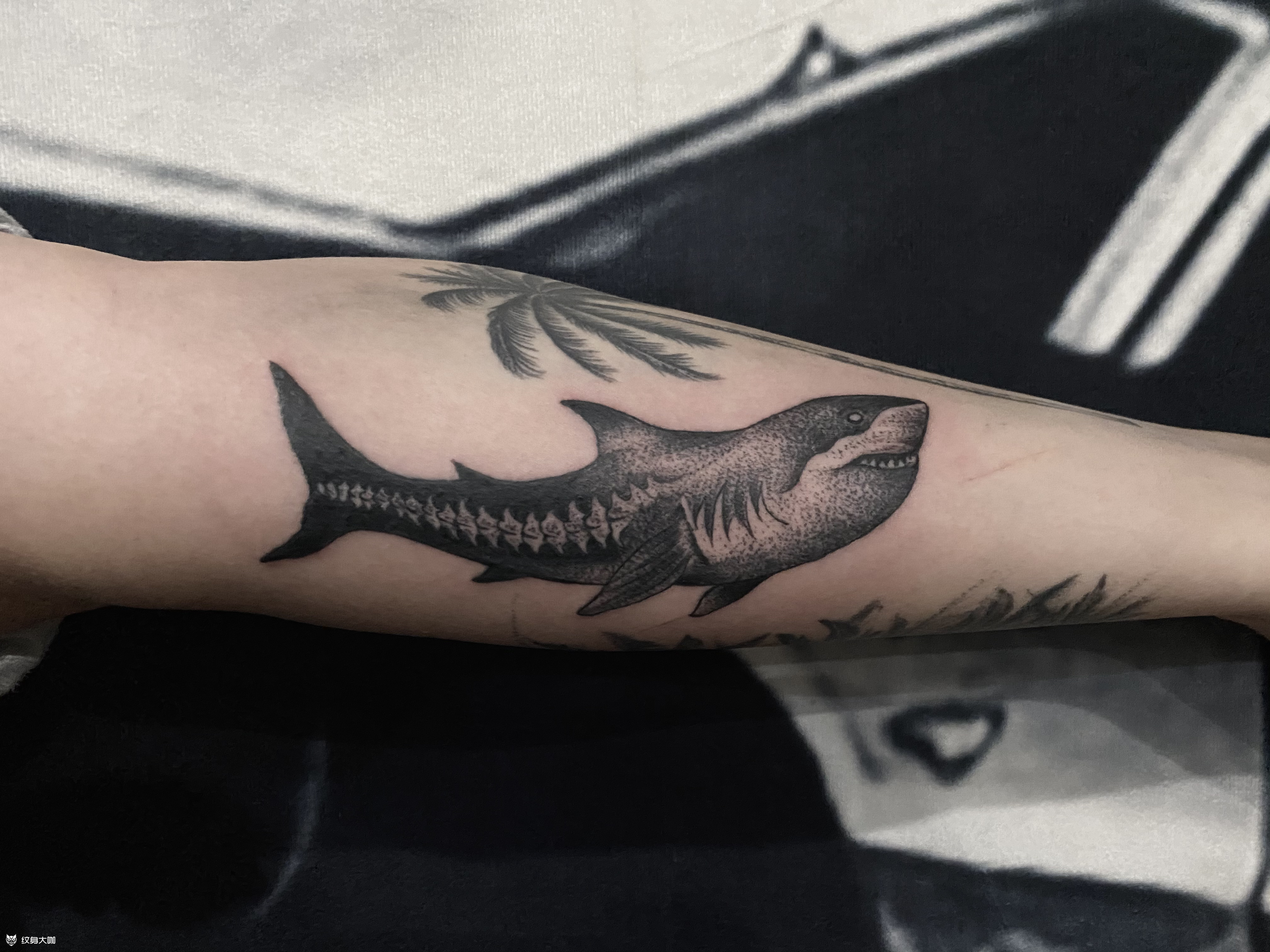 鲨鱼点刺_纹身图案手稿图片_句多的纹身作品集