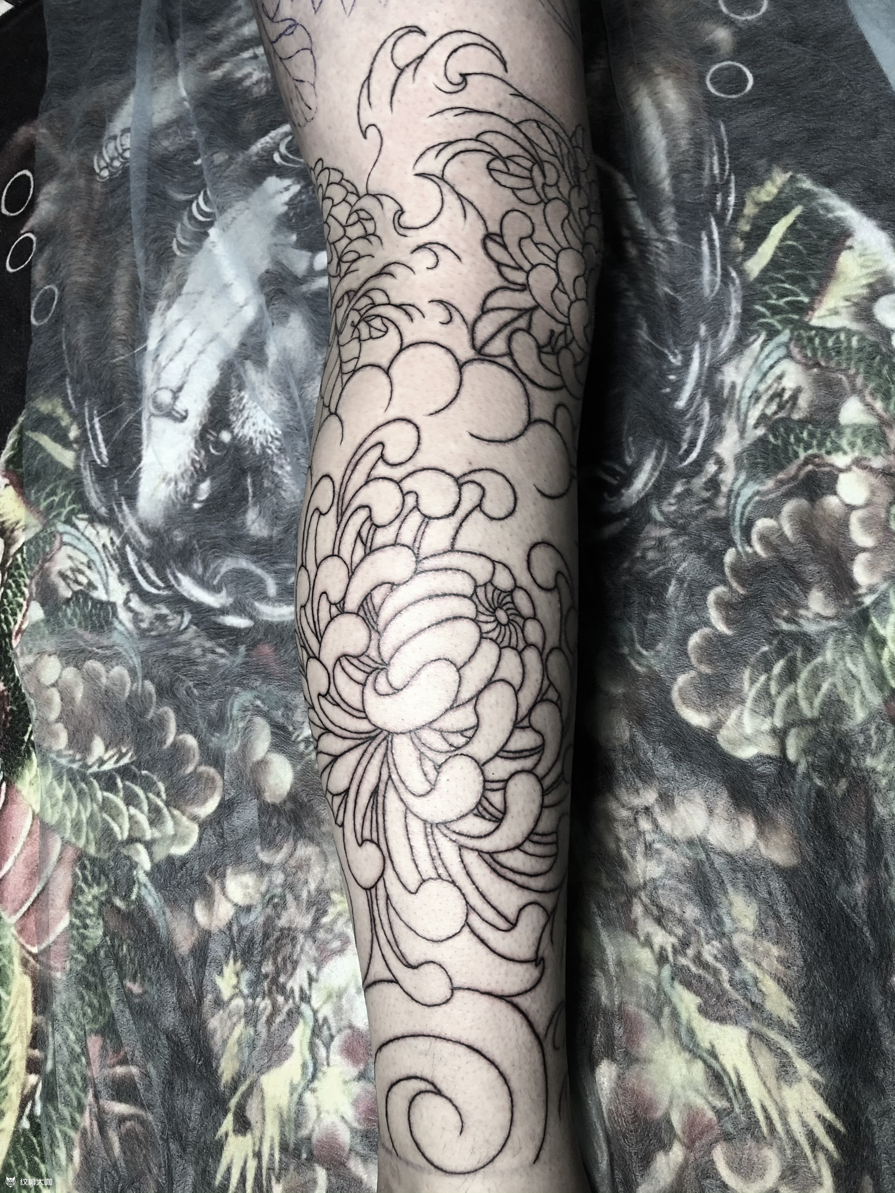 菊花腿线未完……_纹身吧社区 - 纹身大咖