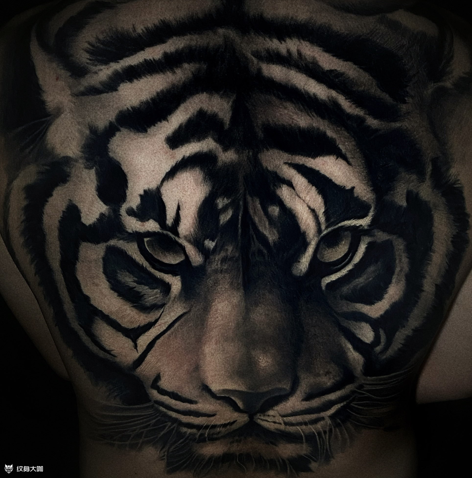写实老虎_纹身图案手稿图片_远洋的纹身作品集
