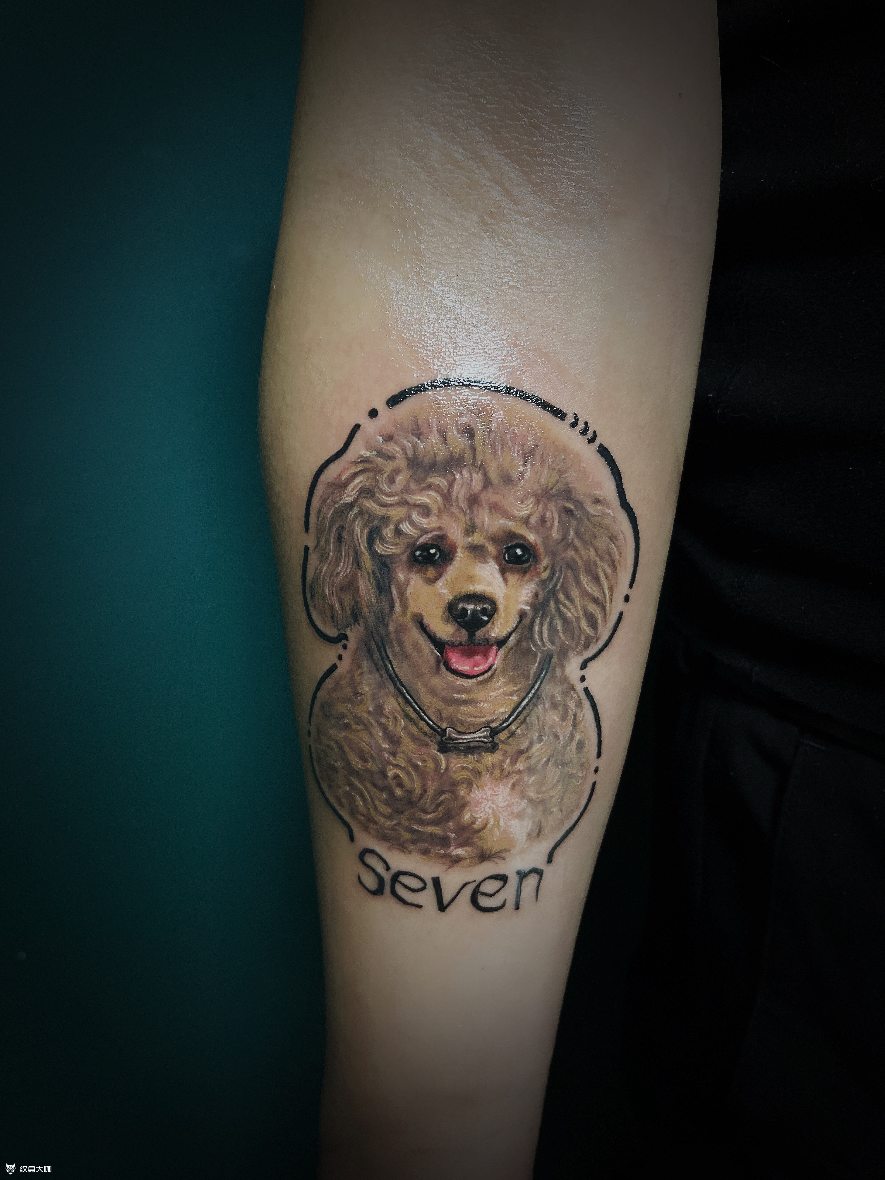 泰迪_纹身吧社区 - 纹身大咖