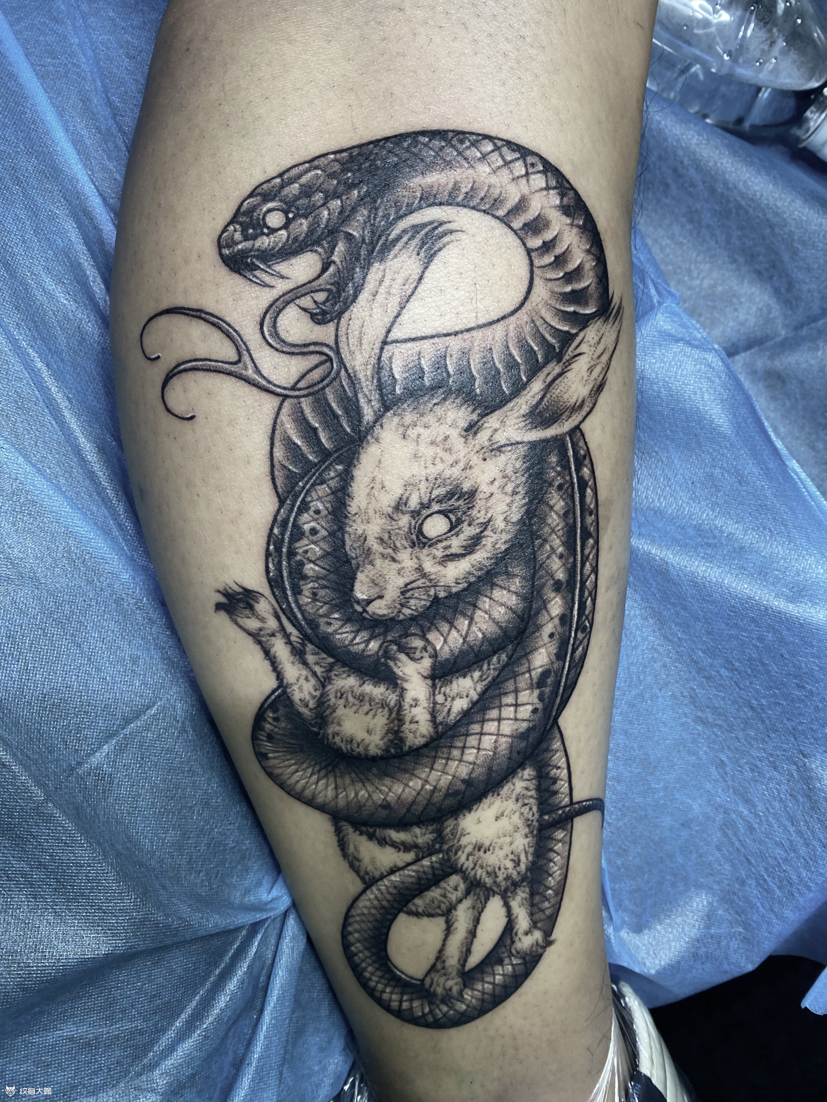 蛇盘兔根据名字英文走势设计的_纹身吧社区 - 纹身大咖