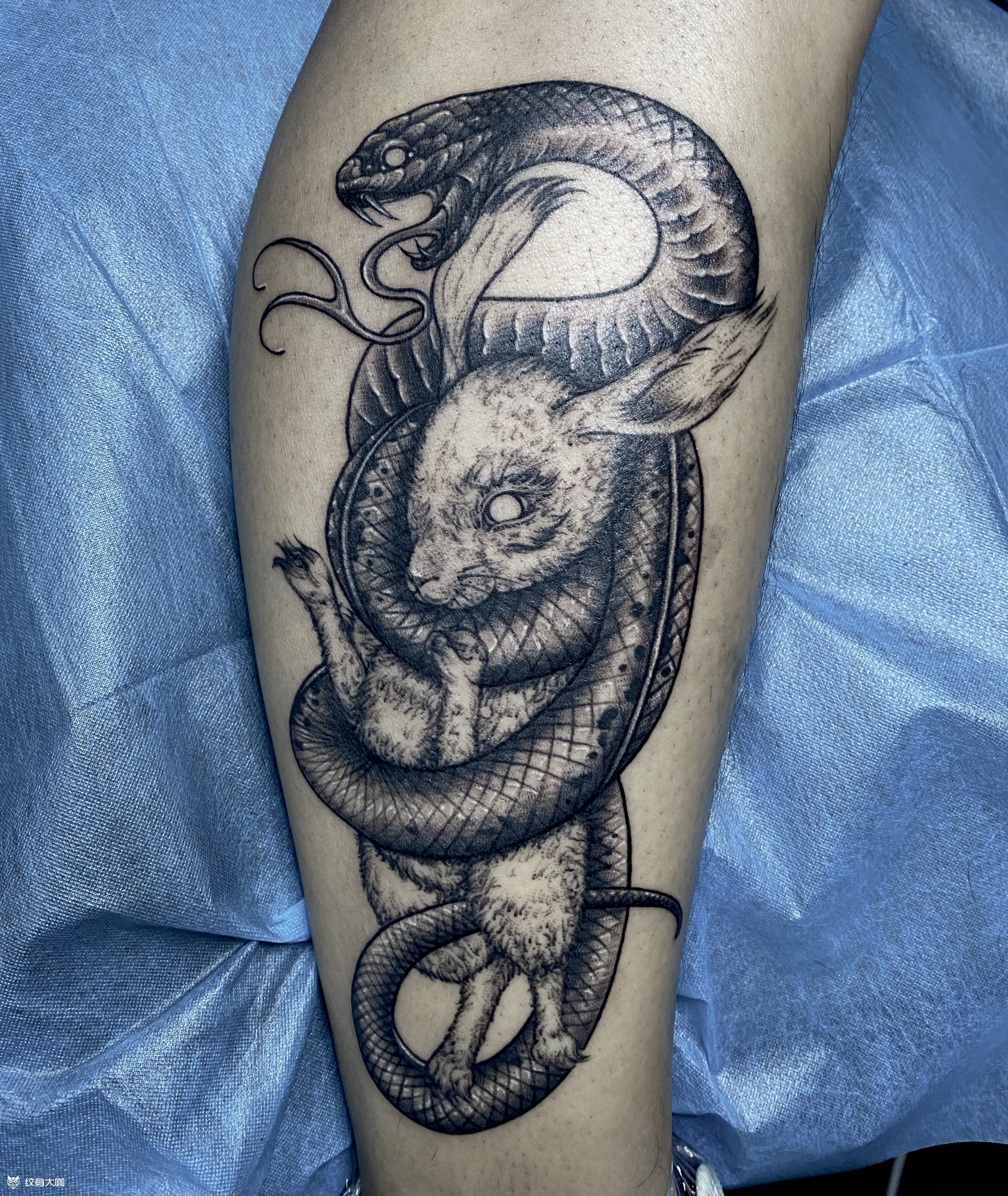 蛇盘兔根据名字英文走势设计的_纹身吧社区 - 纹身大咖