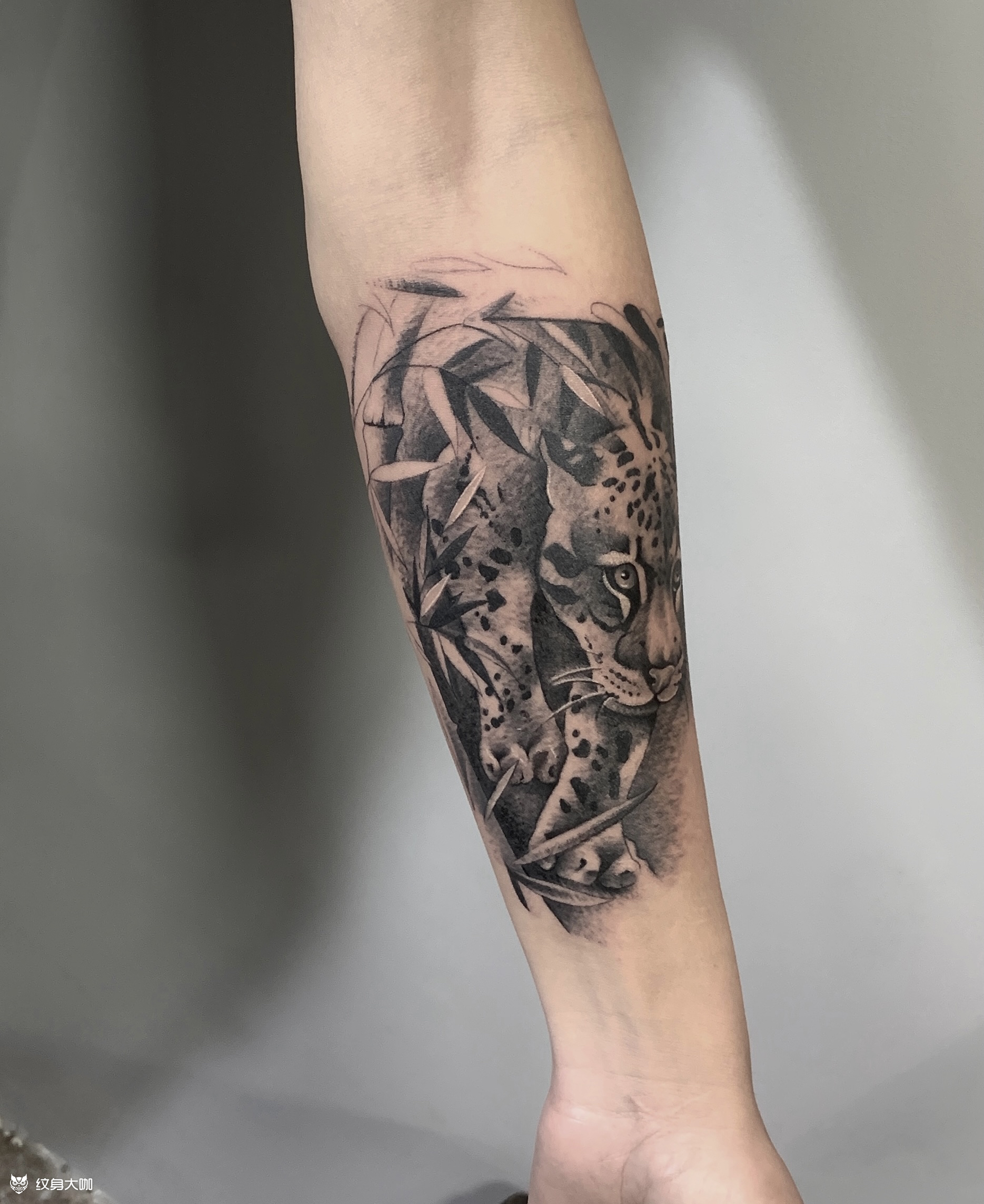 【小臂写实-豹90】 海口墨_纹身吧社区 - 纹身大咖