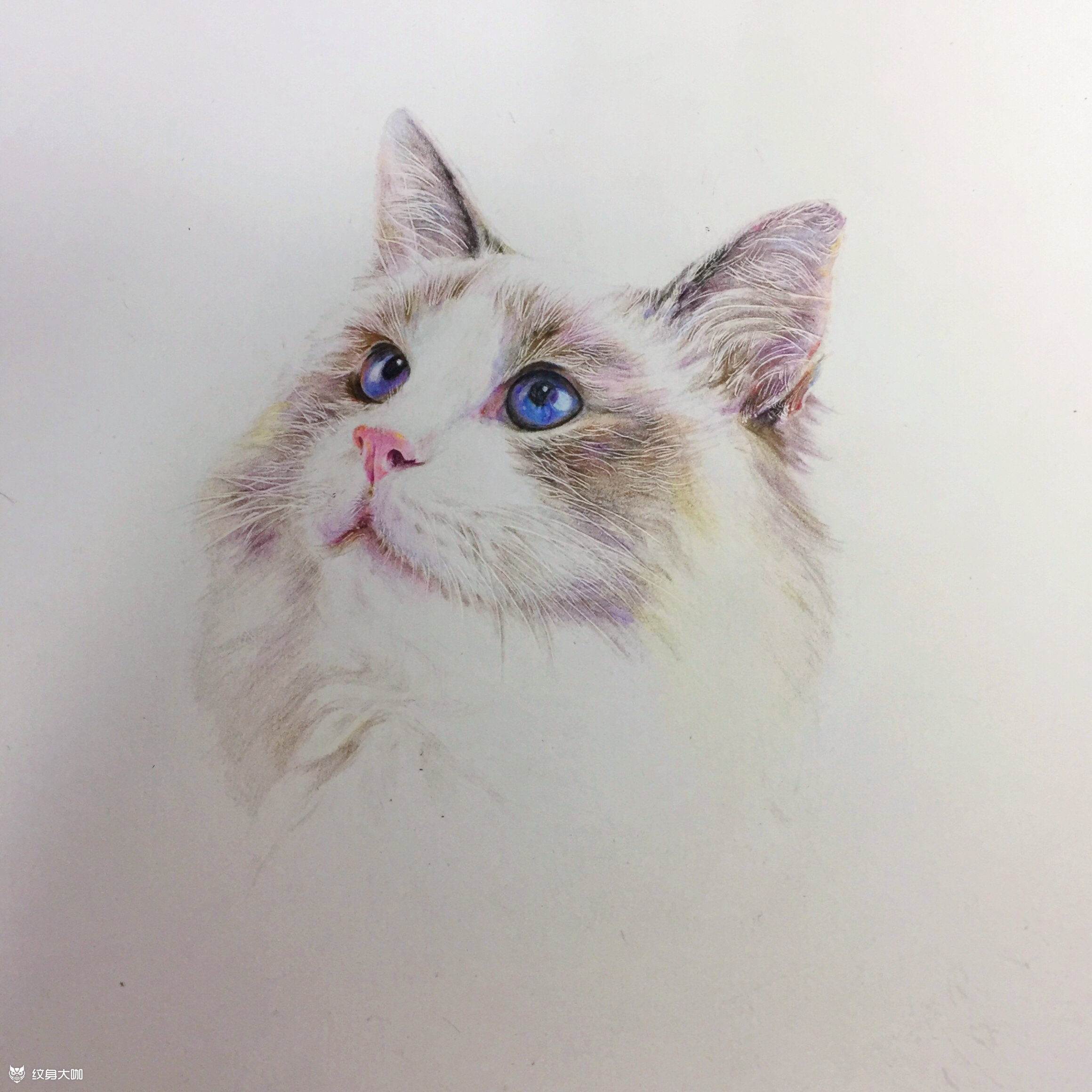 作品简介:客人家的布偶猫,设计成写实风格. 彩铅手绘