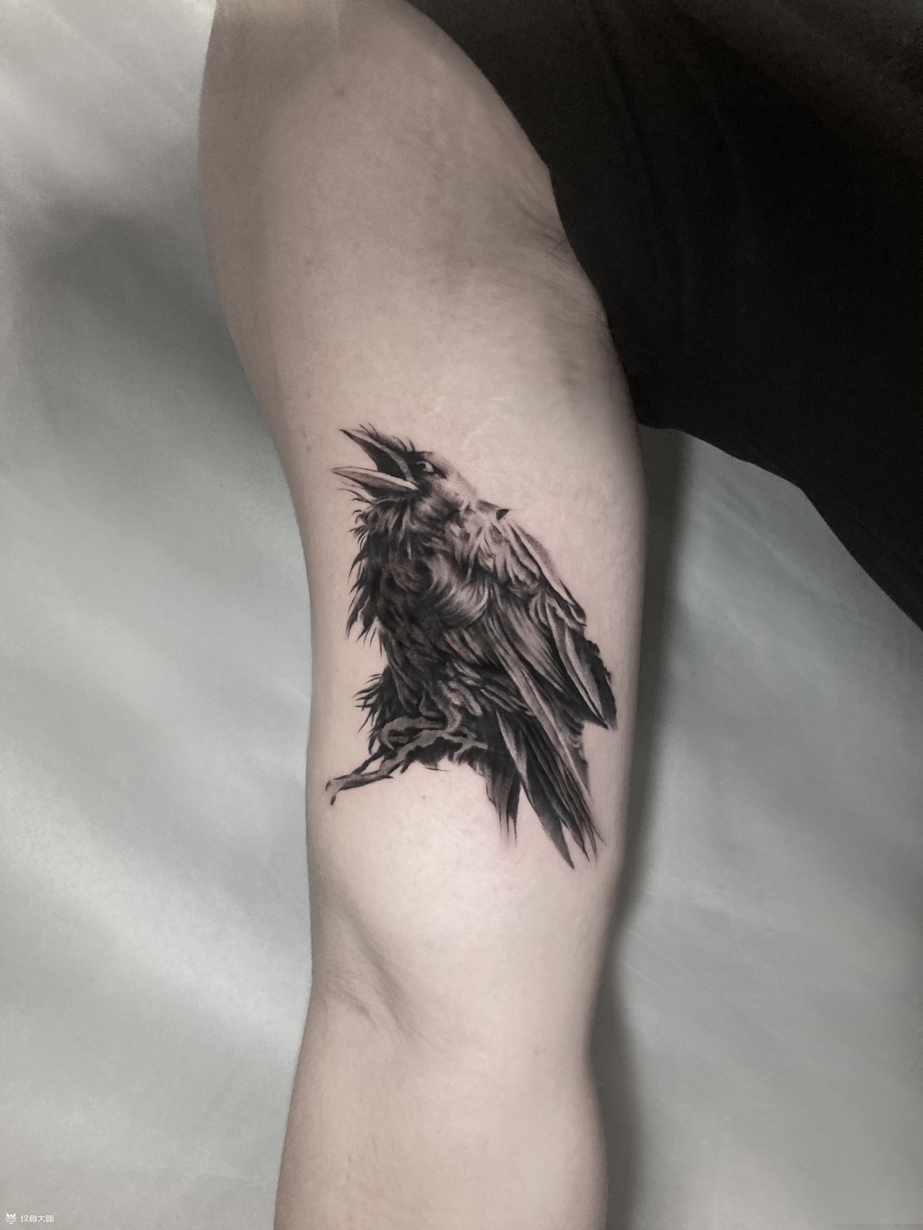 渡鸦_纹身图案手稿图片_夜印的纹身作品集