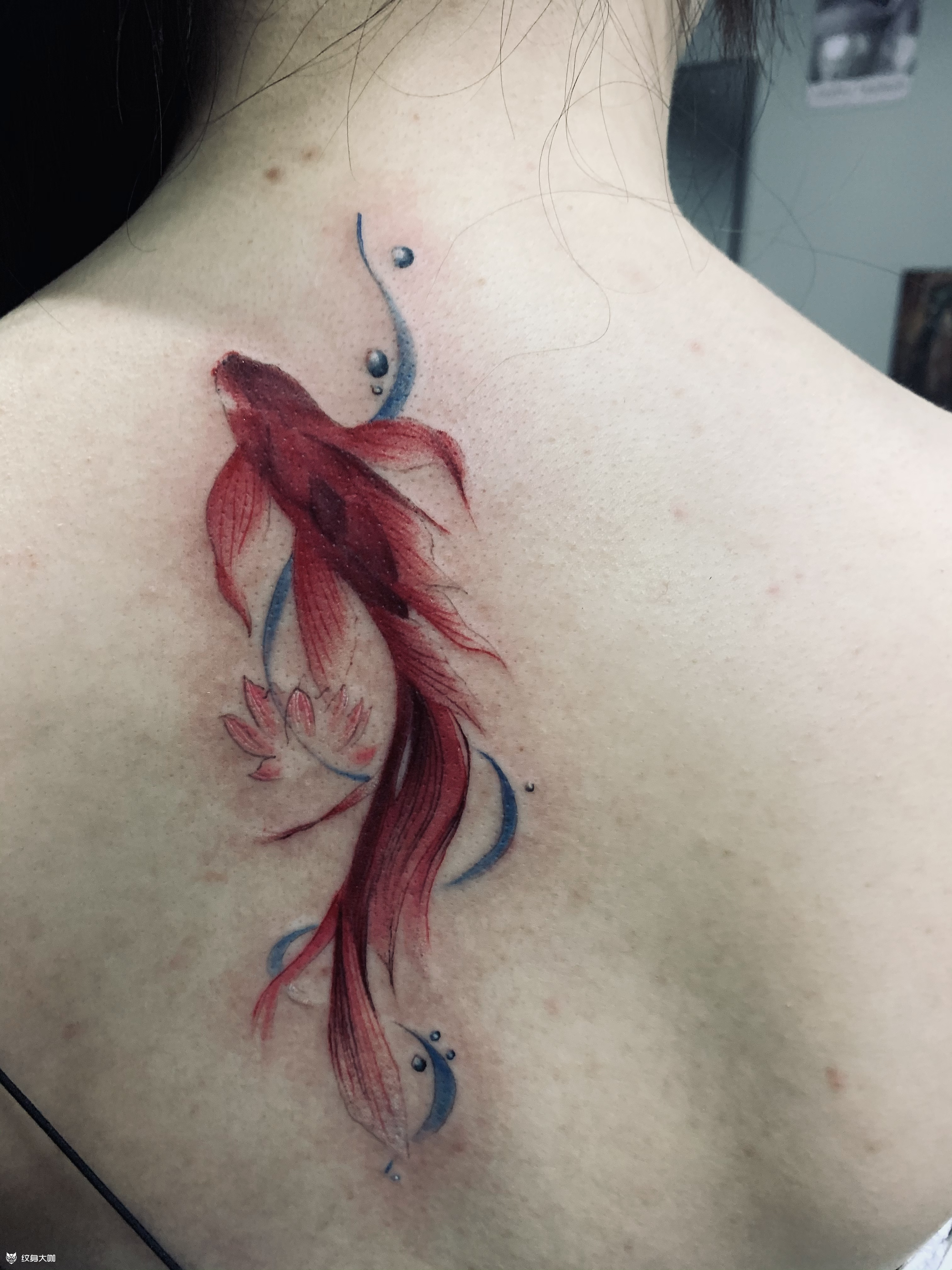 小鱼_纹身吧社区 - 纹身大咖