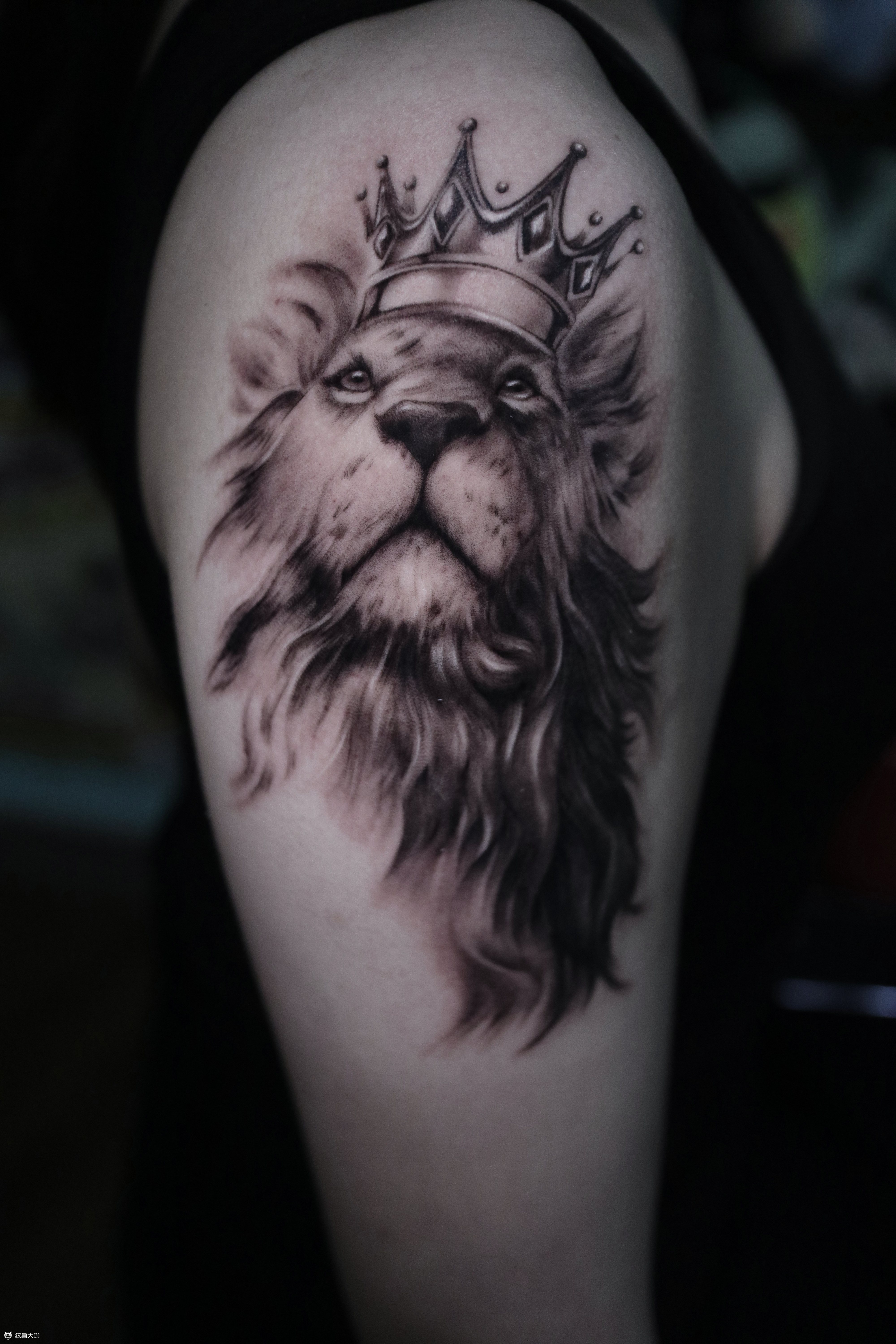傲慢雄狮_纹身图案手稿图片_覌正的纹身作品集