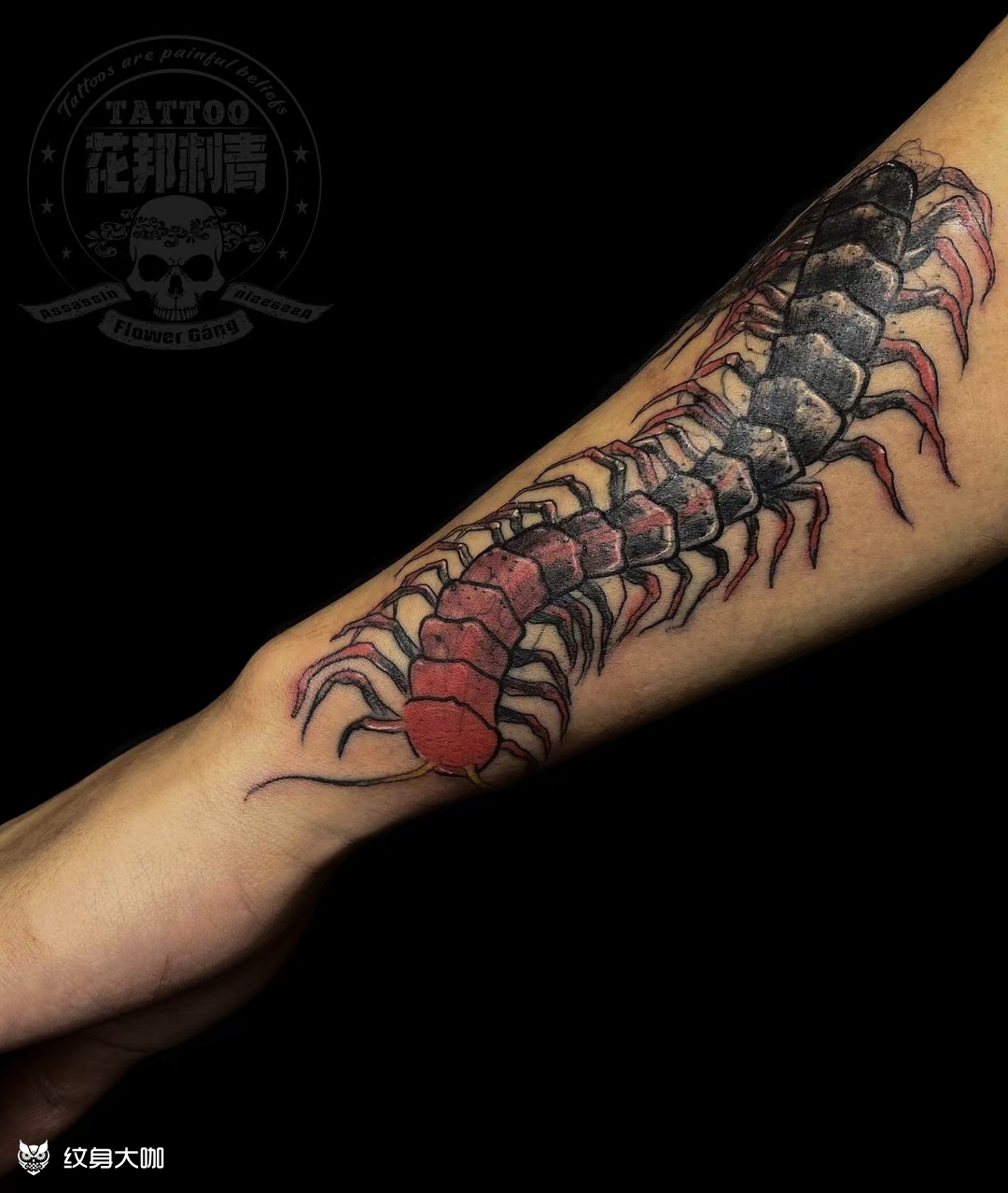 蜈蚣_纹身图案手稿图片_花邦刺客的纹身作品集